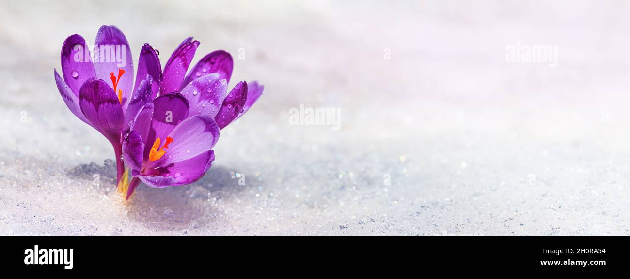 Crocuses fleurir sur un printemps ensoleillé jour de sous la neige blanche étincelante, gros plan avec espace pour le texte, la bannière Banque D'Images