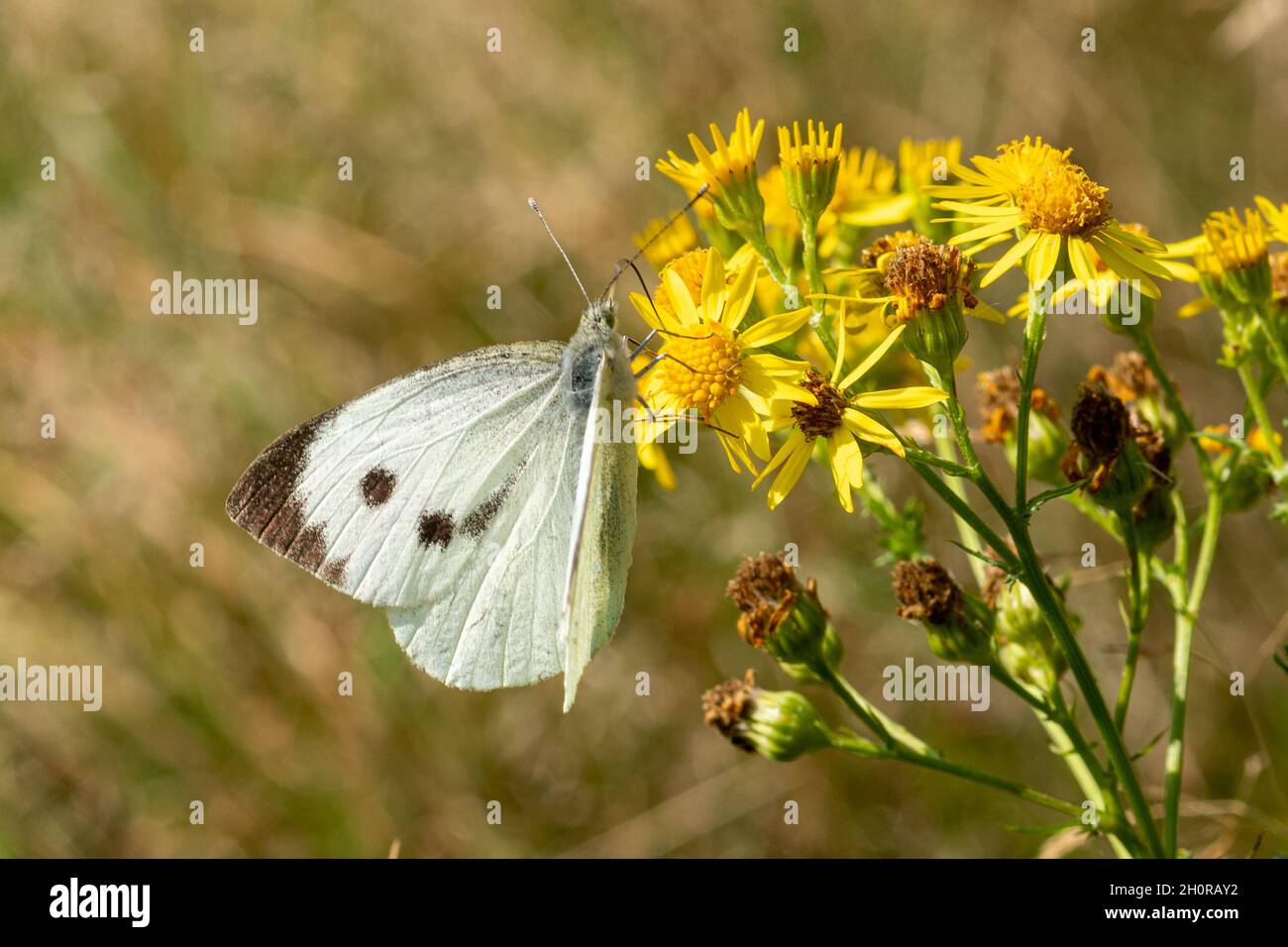 Grand papillon blanc (Pieris brassicae), également connu sous le nom de blanc de chou, nectaring sur les fleurs de ragwort pendant octobre, Royaume-Uni Banque D'Images