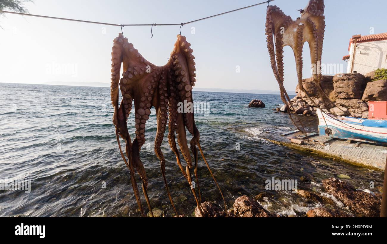 Des poulpes pendent pour sécher sur une corde à linge dans l'île Mitelyne, Grèce Banque D'Images