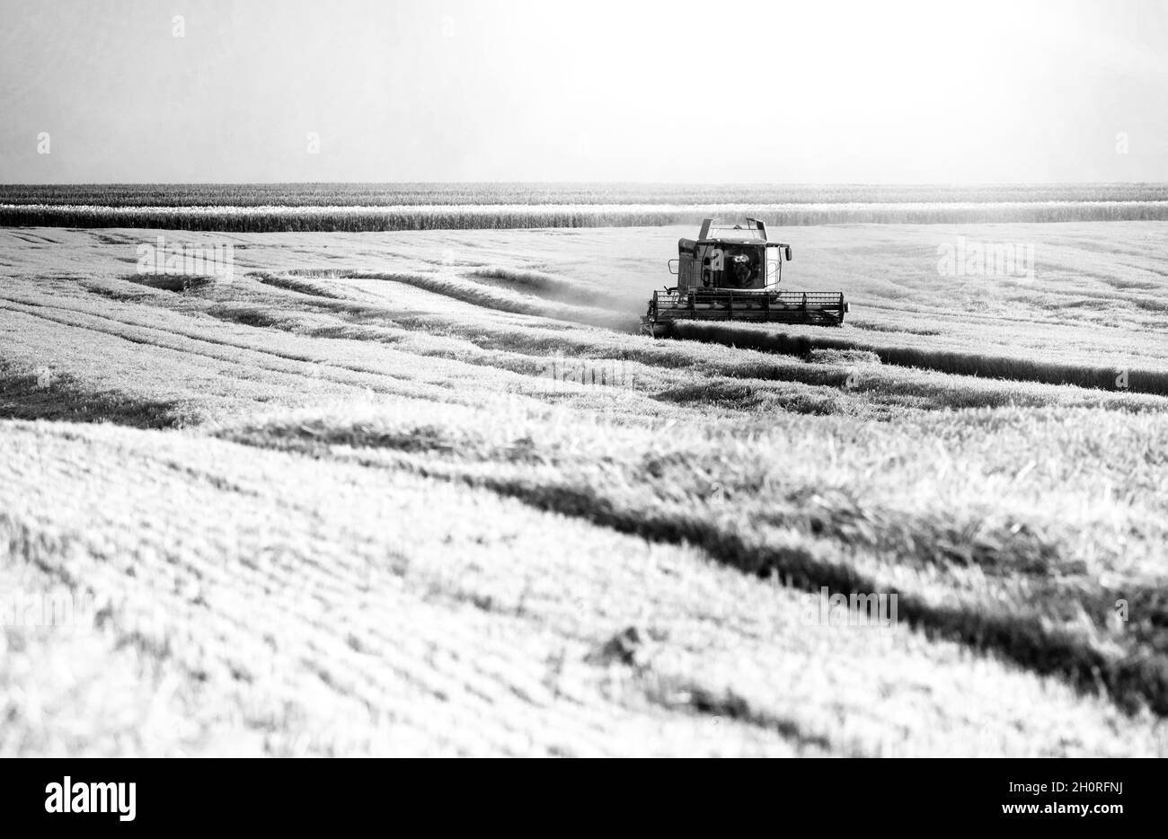 Moissonneuse-batteuse battage du blé dans des plaines fertiles Banque D'Images