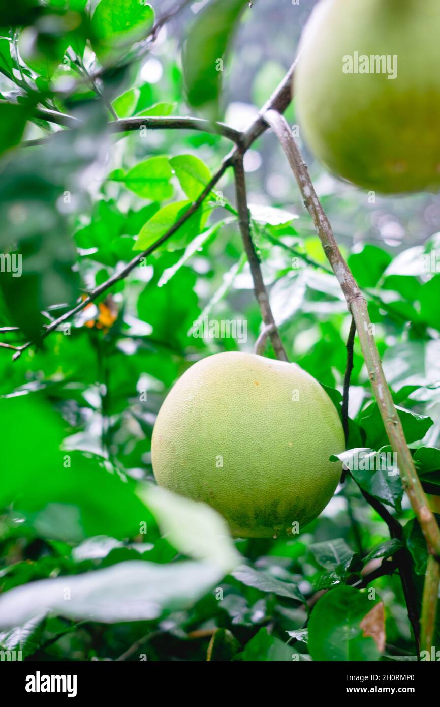Gros plan de la plante biologique portant des fruits Pomelo également connu sous le nom de pummelo, shaddock, et kabugaw avec des gouttes de pluie sur les fruits et les feuilles. Banque D'Images