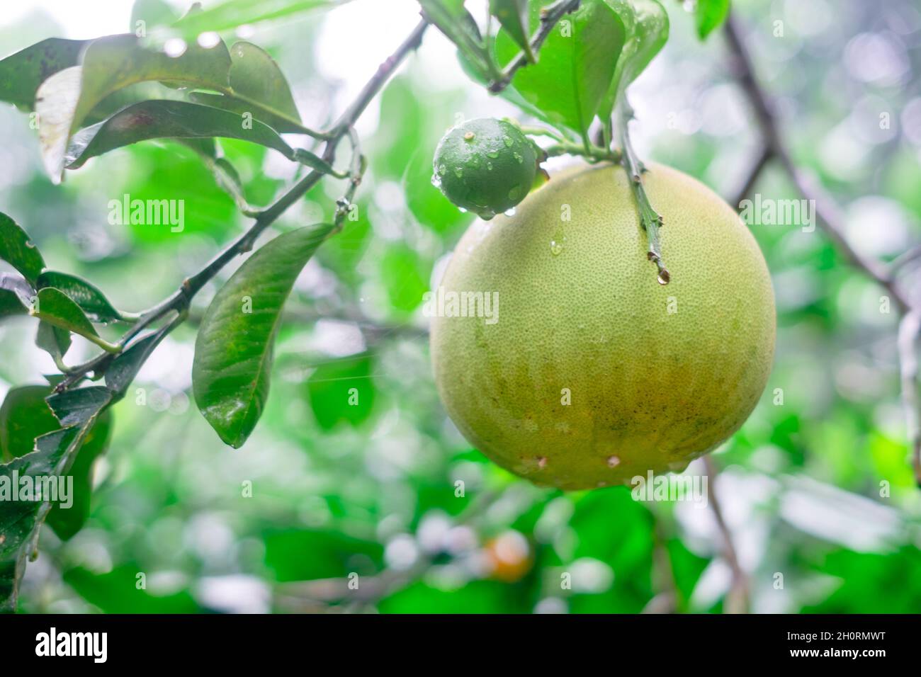 Gros plan de la plante biologique portant des fruits Pomelo également connu sous le nom de pummelo, shaddock, et kabugaw avec des gouttes de pluie sur les fruits et les feuilles. Banque D'Images