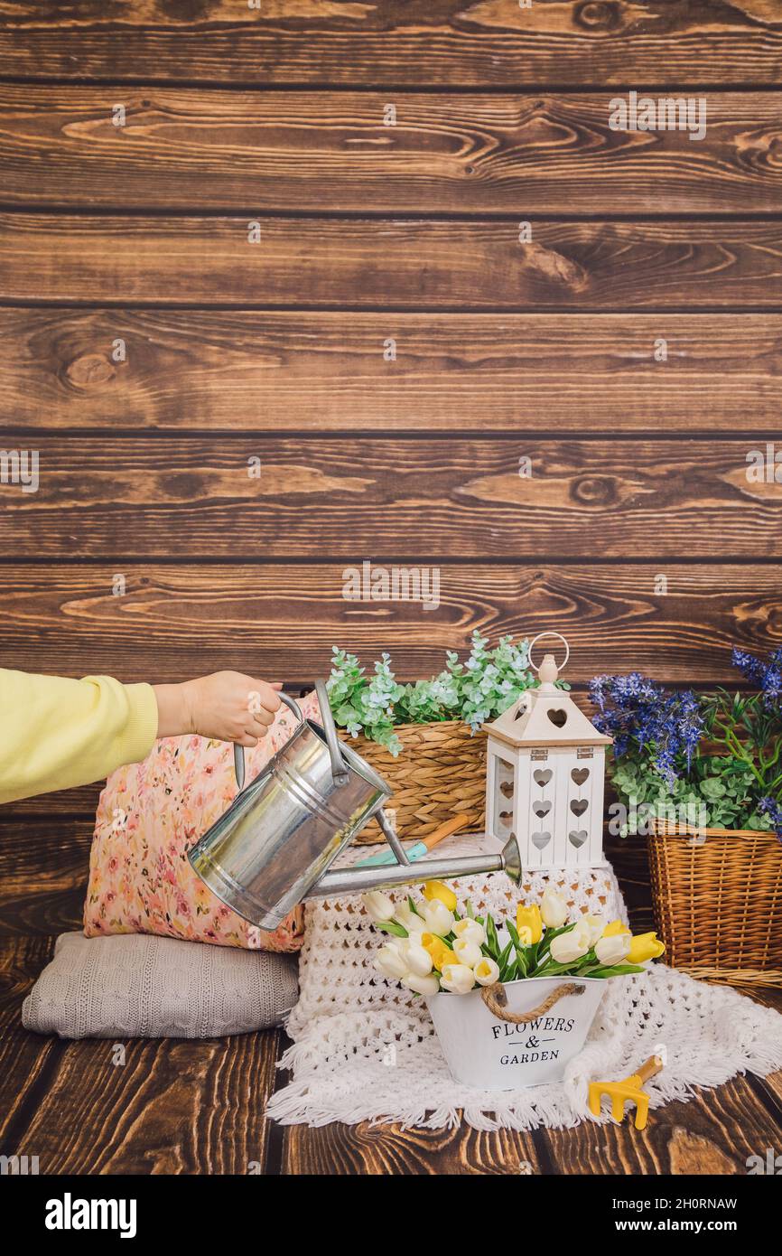 Photo d'arrière-plan en bois avec décors de printemps de fleurs dans des boîtes et des pots en bois.La main d'une femme méconnaissable fait couler des tulipes jaunes de l'eau métallique Banque D'Images