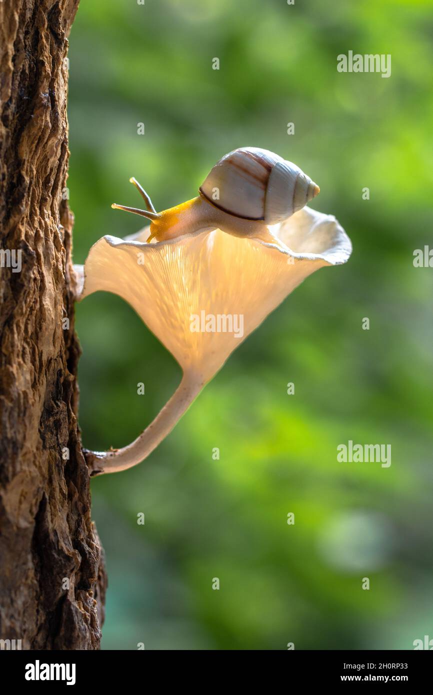 Gros plan d'un escargot sur un champignon poussant sur un tronc d'arbre, Indonésie Banque D'Images