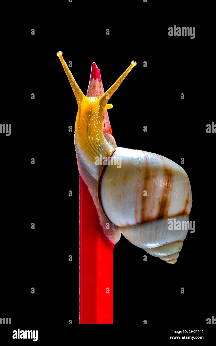 Gros plan d'un escargot sur un crayon de couleur Banque D'Images