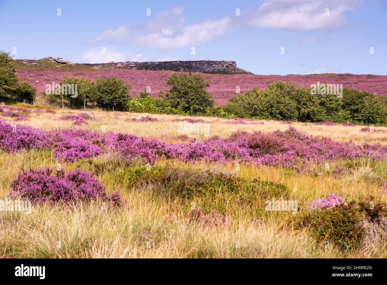 Derbyshire Royaume-Uni – 20 août 2020 : le paysage du Peak District est sublime en août, lorsque les cuirs fleuris tournent la campagne rose, Longshaw Estate Banque D'Images