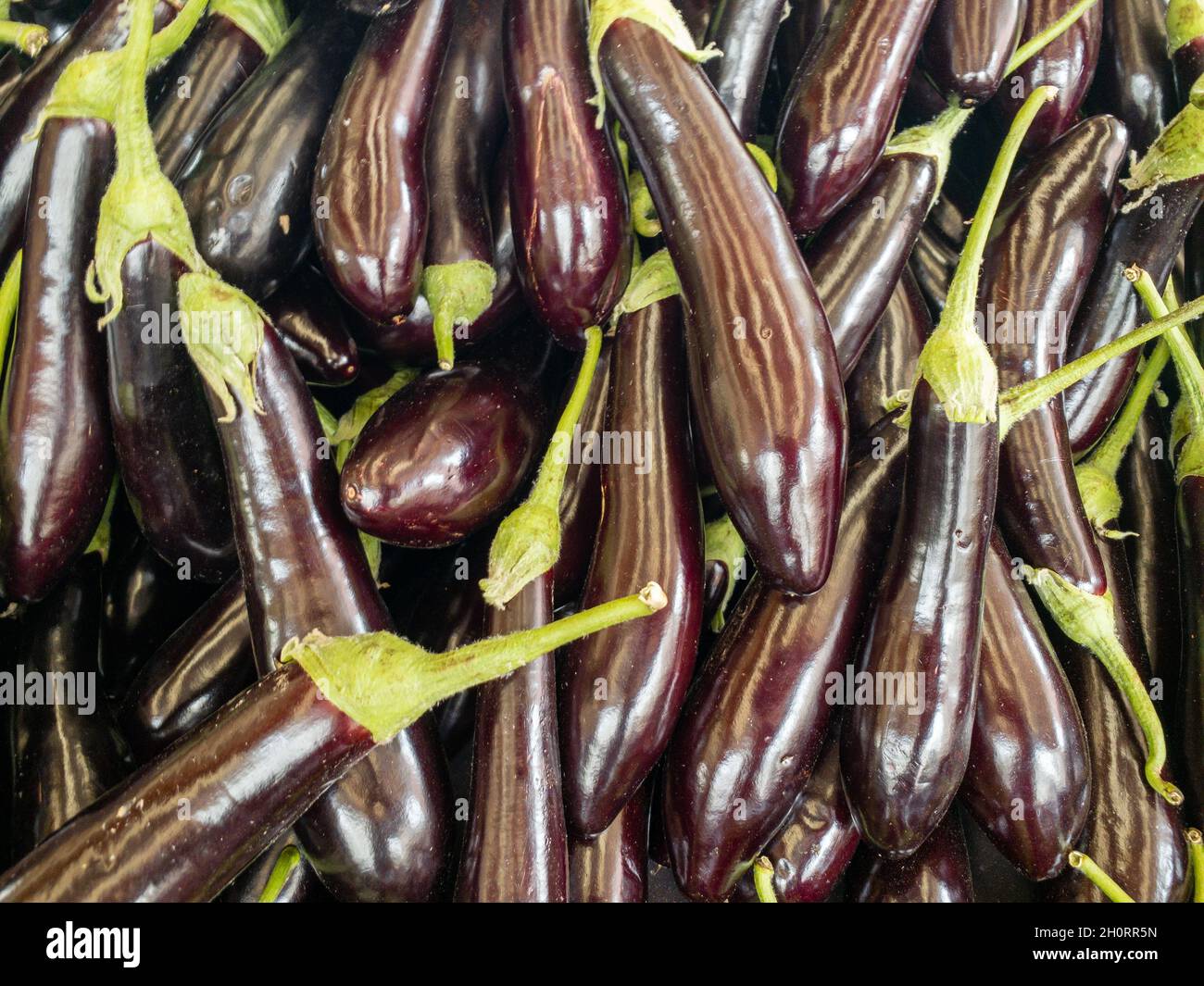 Aubergines mûres prêtes pour la récolte sur leur tige sur une journée ensoleillée. Banque D'Images