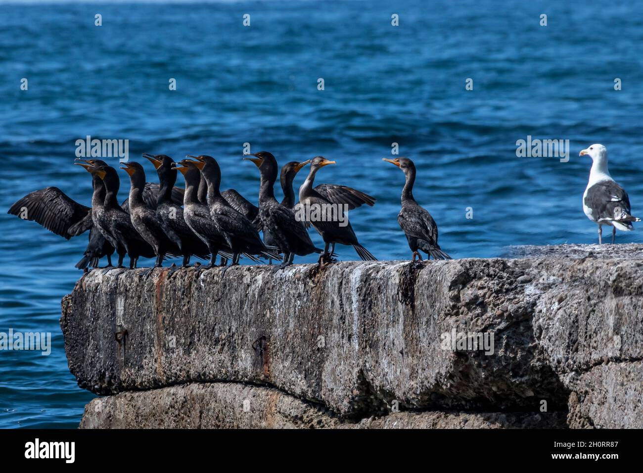 Mouette debout à côté d'une rangée de cormorans sur une roche côtière, Canada Banque D'Images