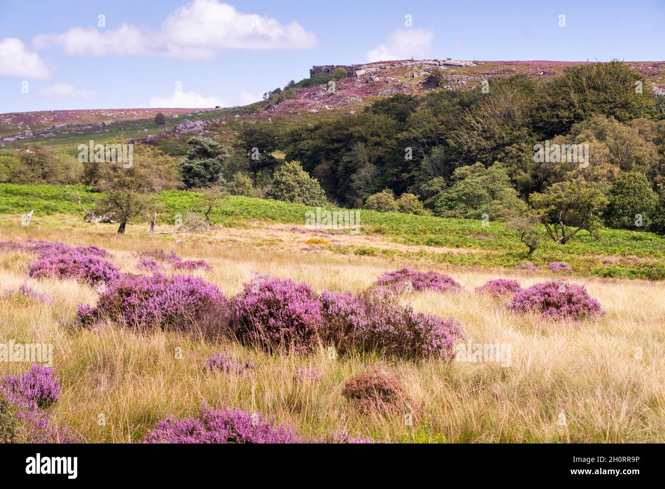 Derbyshire Royaume-Uni – 20 août 2020 : le paysage du Peak District est sublime en août, lorsque les cuirs fleuris tournent la campagne rose, Longshaw Estate Banque D'Images