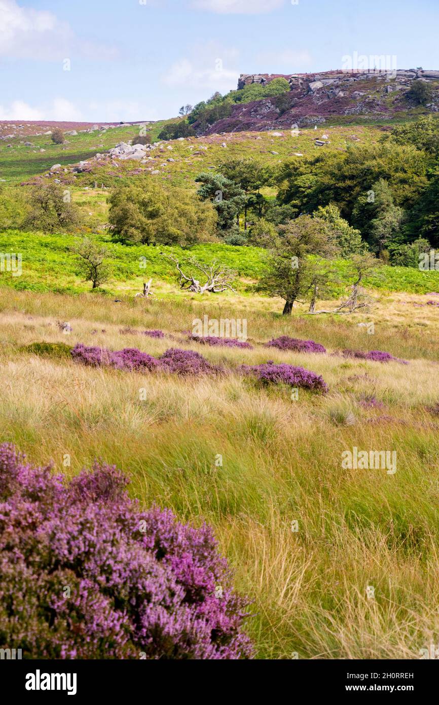 Derbyshire Royaume-Uni – 20 août 2020 : le paysage du Peak District est sublime en août, lorsque les cuirs fleuris tournent la campagne rose, Longshaw Estate Banque D'Images