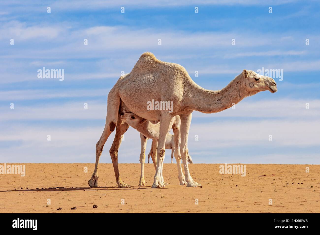 Un jeune chameau suce sa mère dans le désert, en Arabie Saoudite Banque D'Images