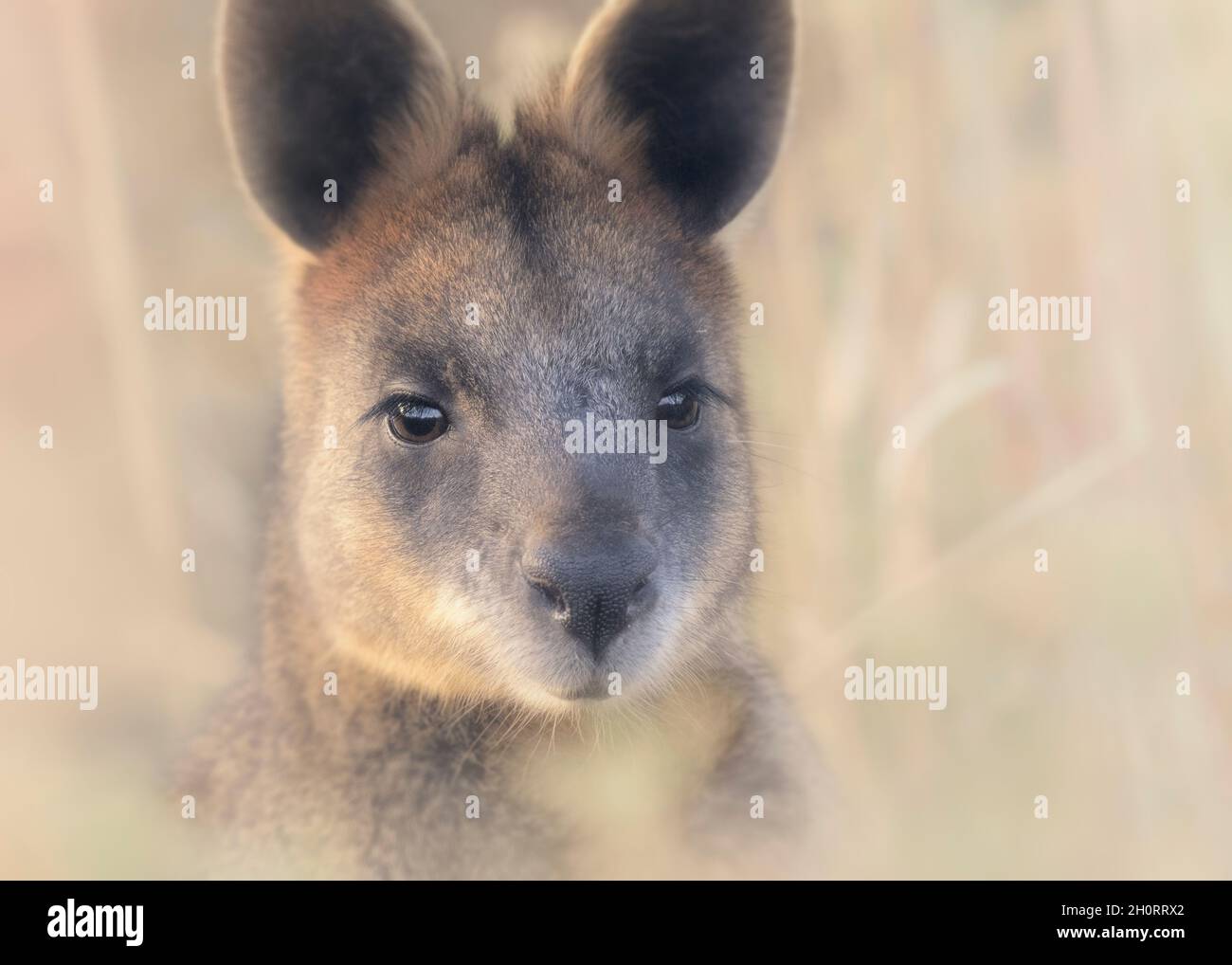 Portrait d'un wallaby sauvage de marais (Wallabia bicolor), Melbourne, Australie Banque D'Images