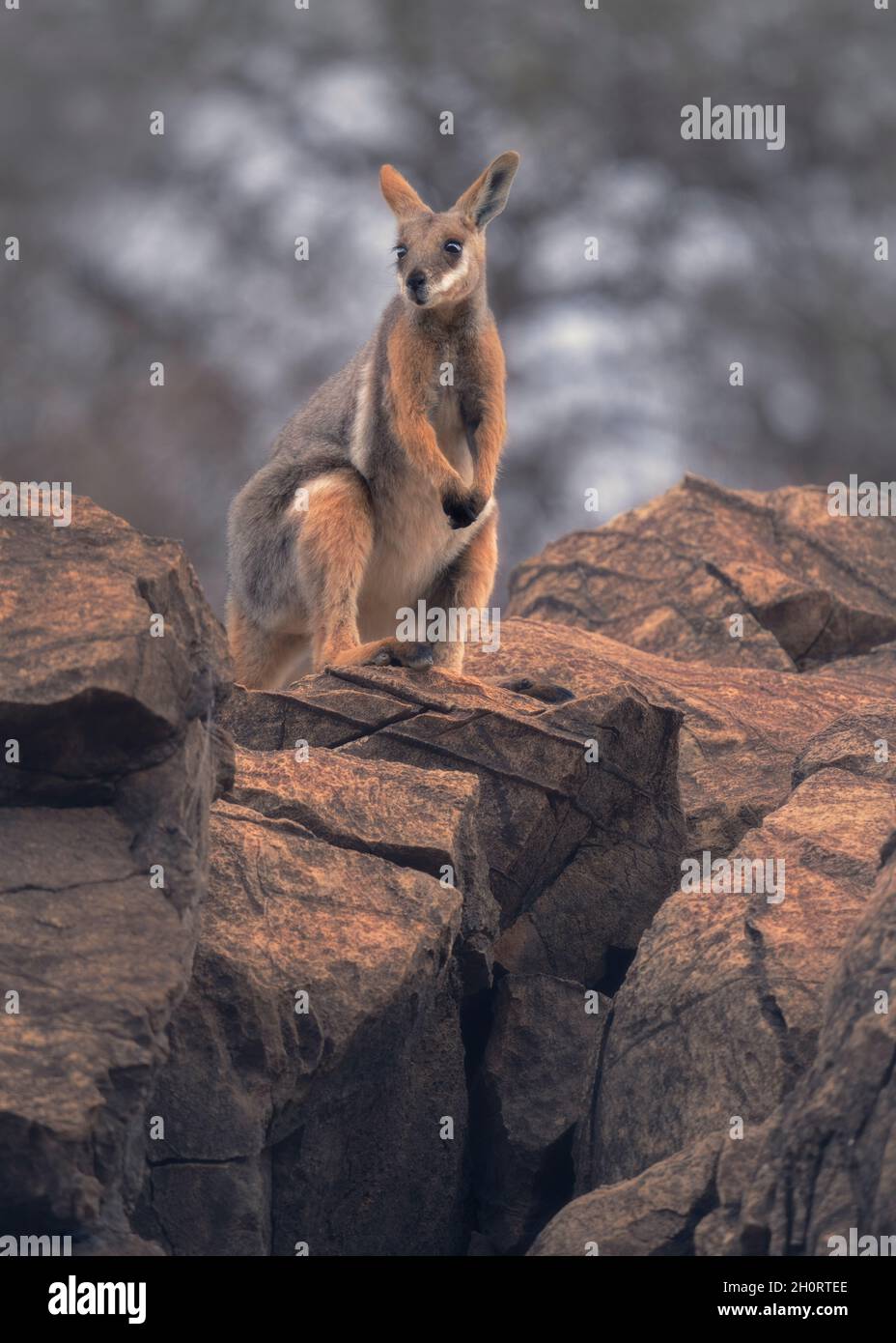 Wallaby de roche à pieds jaunes (Petrogale xanthopus) debout sur l'éperon rocheux, en Australie Banque D'Images