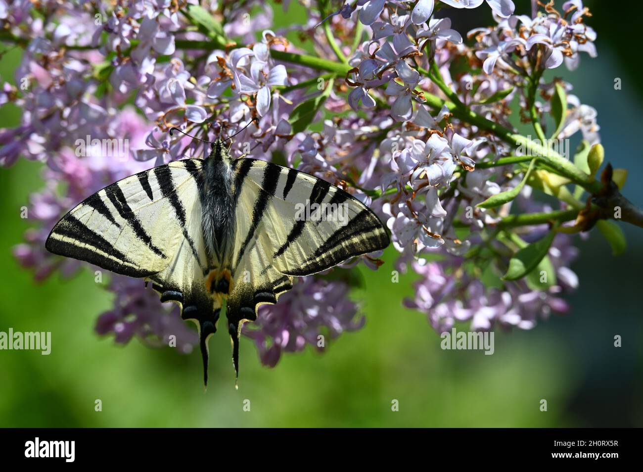 La rare espèce de nain (Iphiclides podalirius) est un papillon appartenant à la famille des Papilionidae Banque D'Images