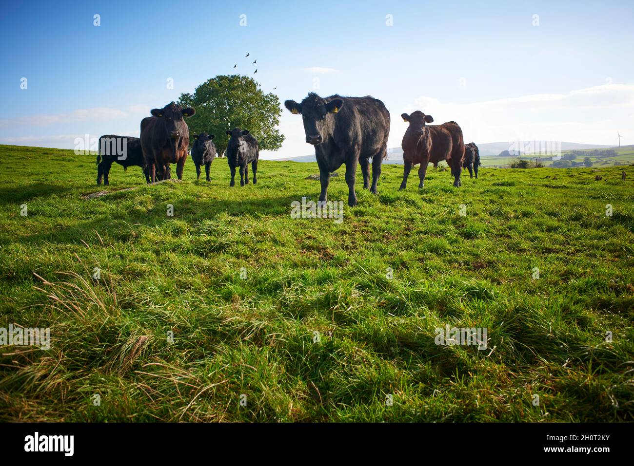 Bovins Angus Aberdeen Banque D'Images