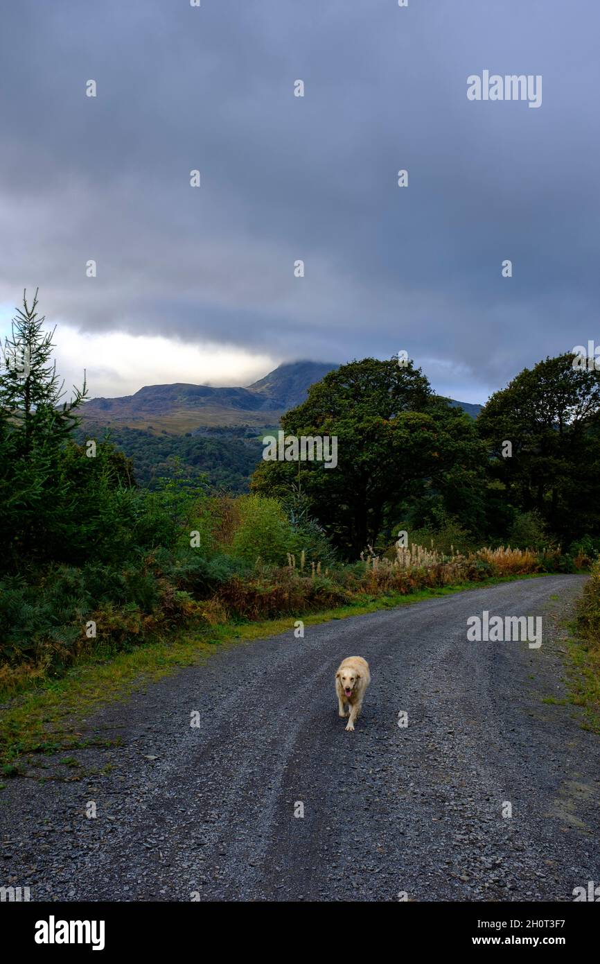 Un chien Golden Retriever qui descend sur une piste de forets à Capel Curig, Snowdonia, au nord du pays de Galles, au Royaume-Uni Banque D'Images