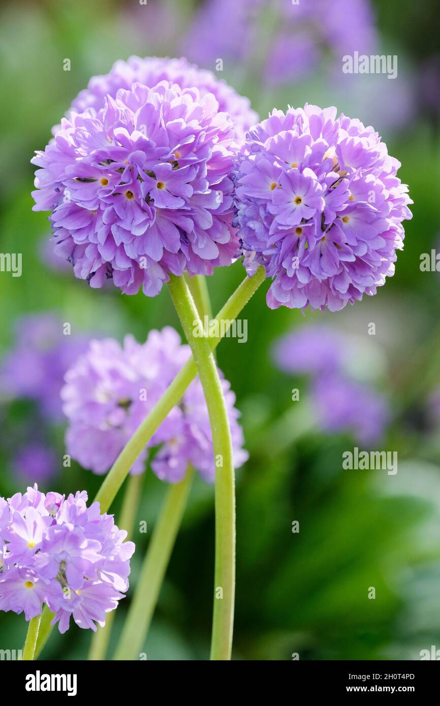 Primula denticulata, le pilon primula, le pilon primrose.Fleurs mauves, début du printemps Banque D'Images