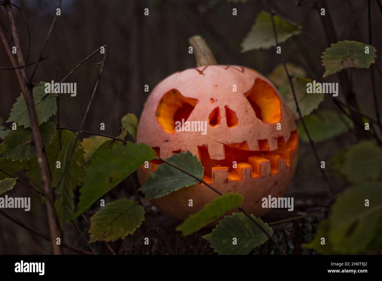 Citrouille avec yeux et bouche sculptés sur la souche.Décor pour Halloween.Forêt effrayante.?arved citrouilles en jack-o-lanternes pour halloween. Banque D'Images