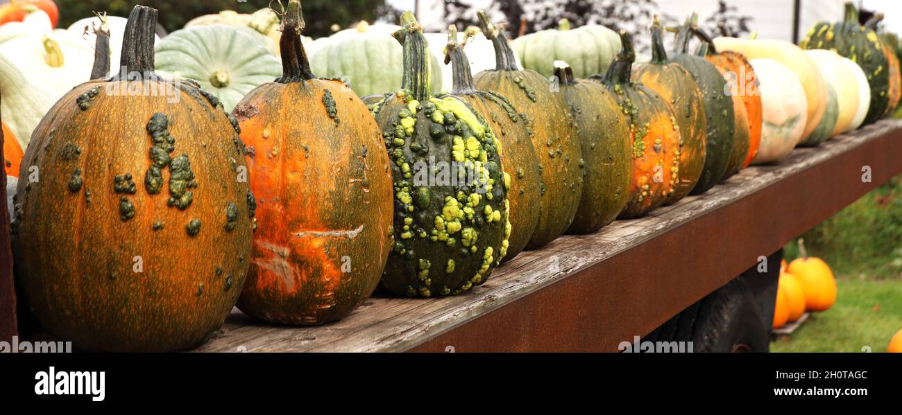 Diversité de courges sur le long comptoir en bois Banque D'Images