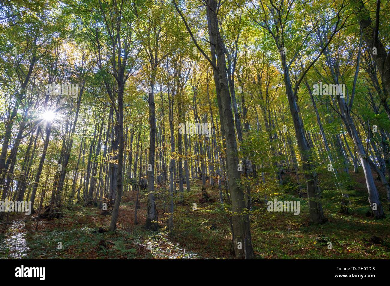Automne dans les montagnes de Bieszczady. Banque D'Images