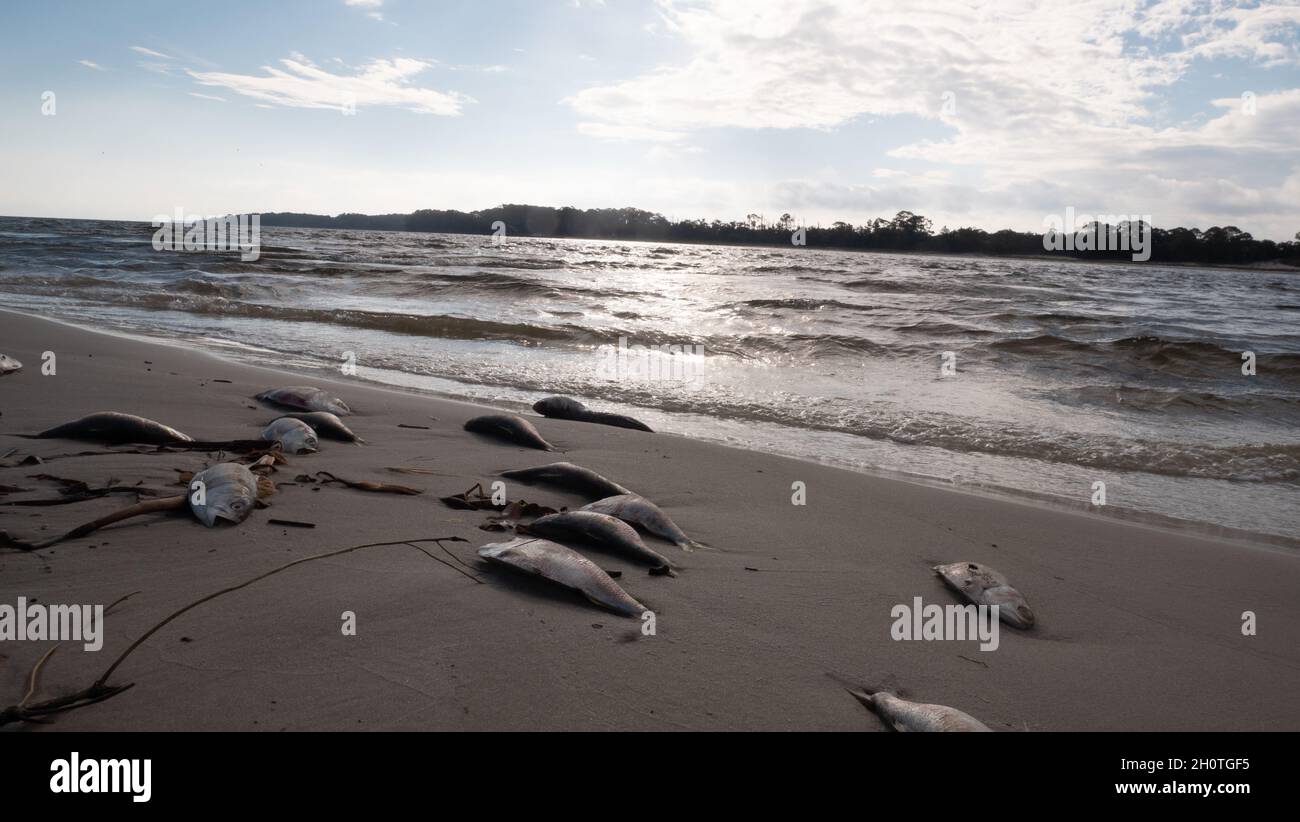 Poissons morts d'un événement de Tide rouge sur la côte du golfe Banque D'Images