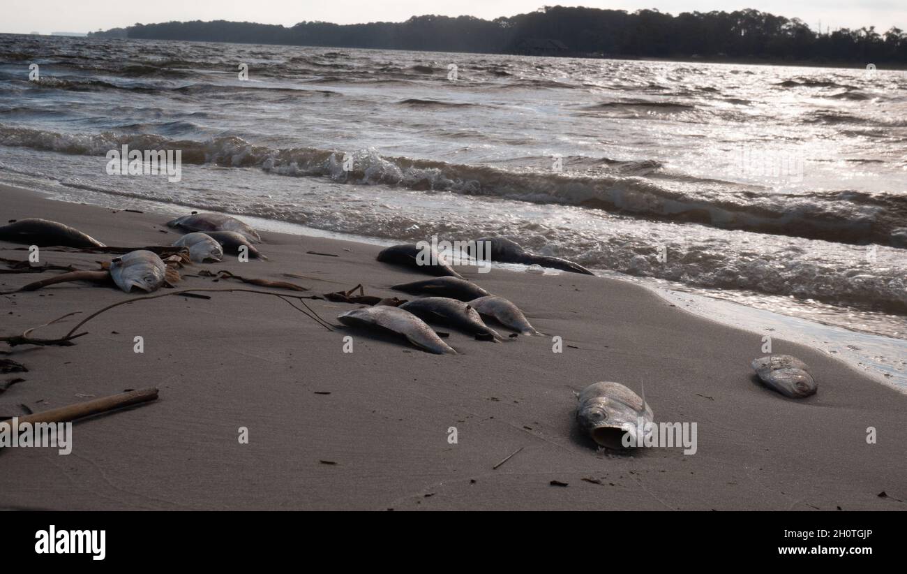 Poissons morts après une marée rouge sur la côte du golfe Banque D'Images