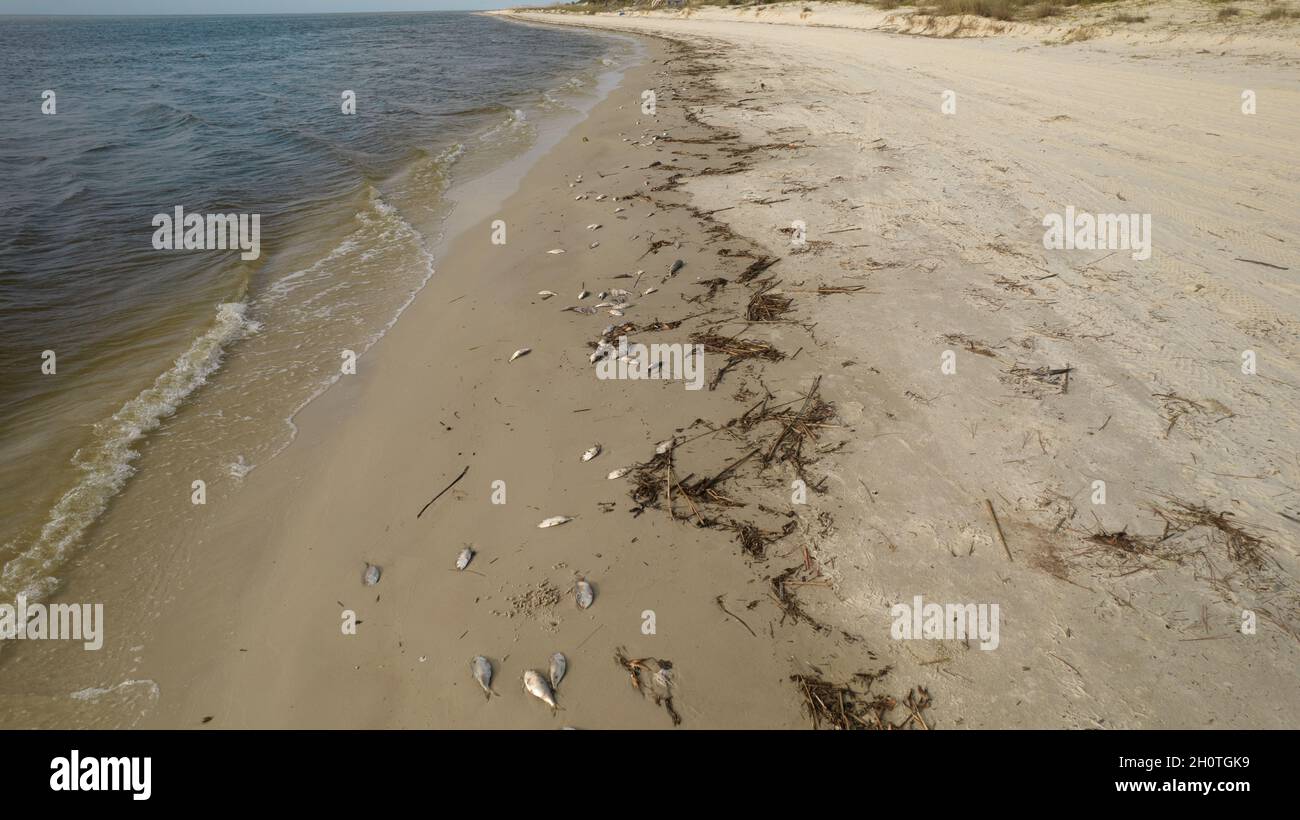 Poissons morts sur une plage après la marée rouge Banque D'Images