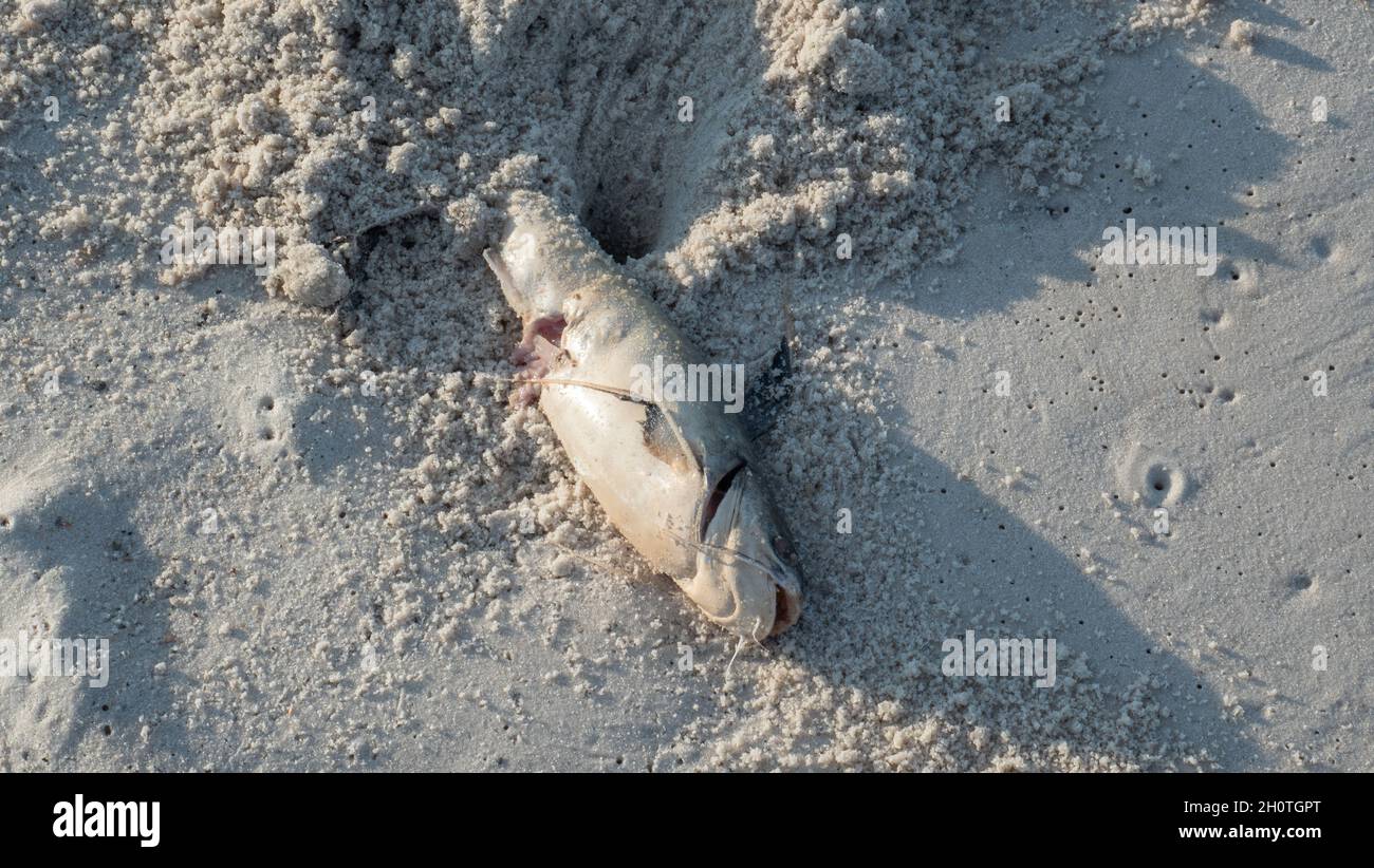 Poisson-chat mort sur la plage de la marée rouge Banque D'Images