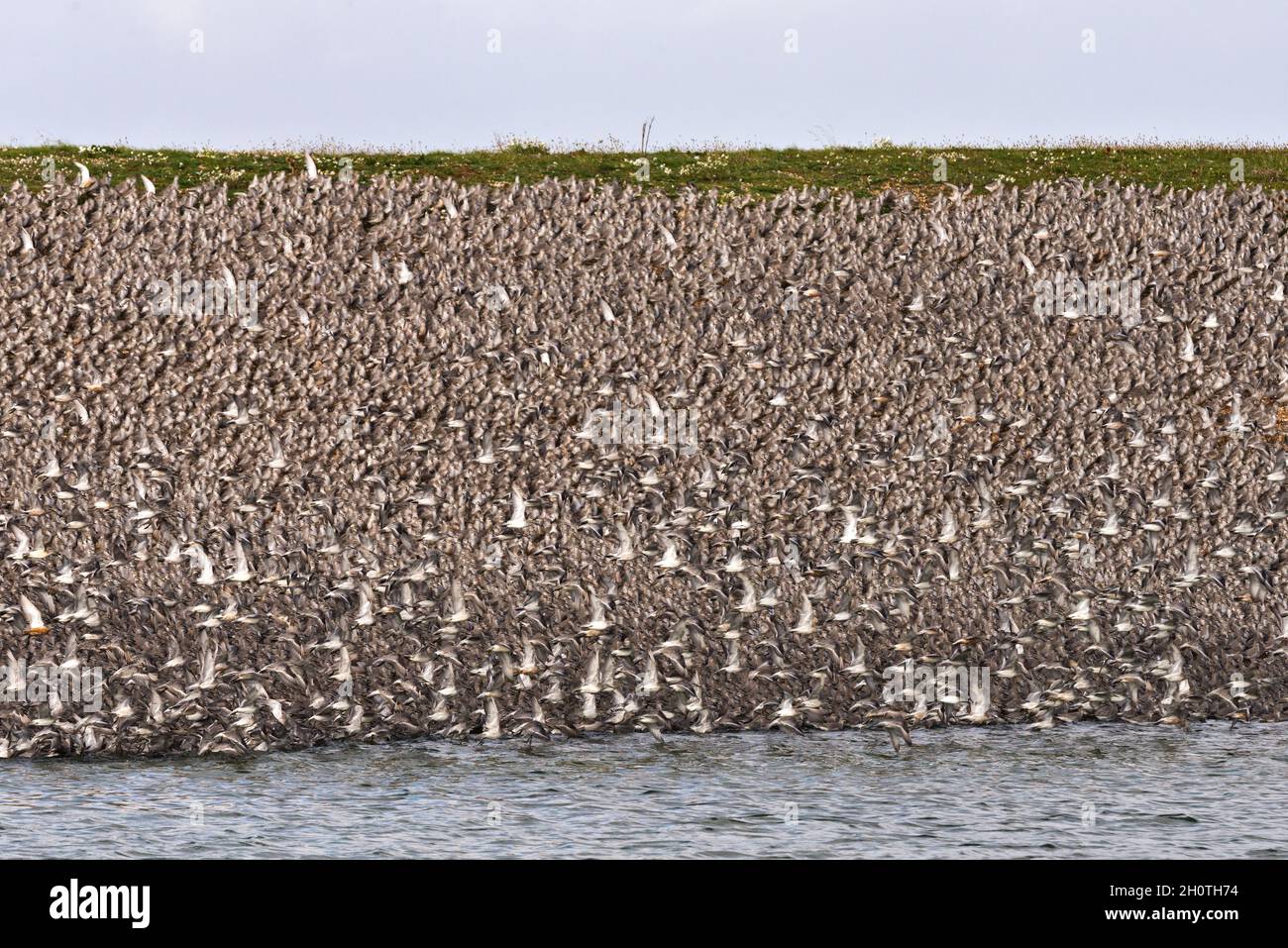 Un mélange de lieurs et de éleveurs d'huîtres dans les lagons de Gravel Pit juste au-delà de la côte à RSPB Snettisham sur la côte de Norfolk, Angleterre, Royaume-Uni Banque D'Images