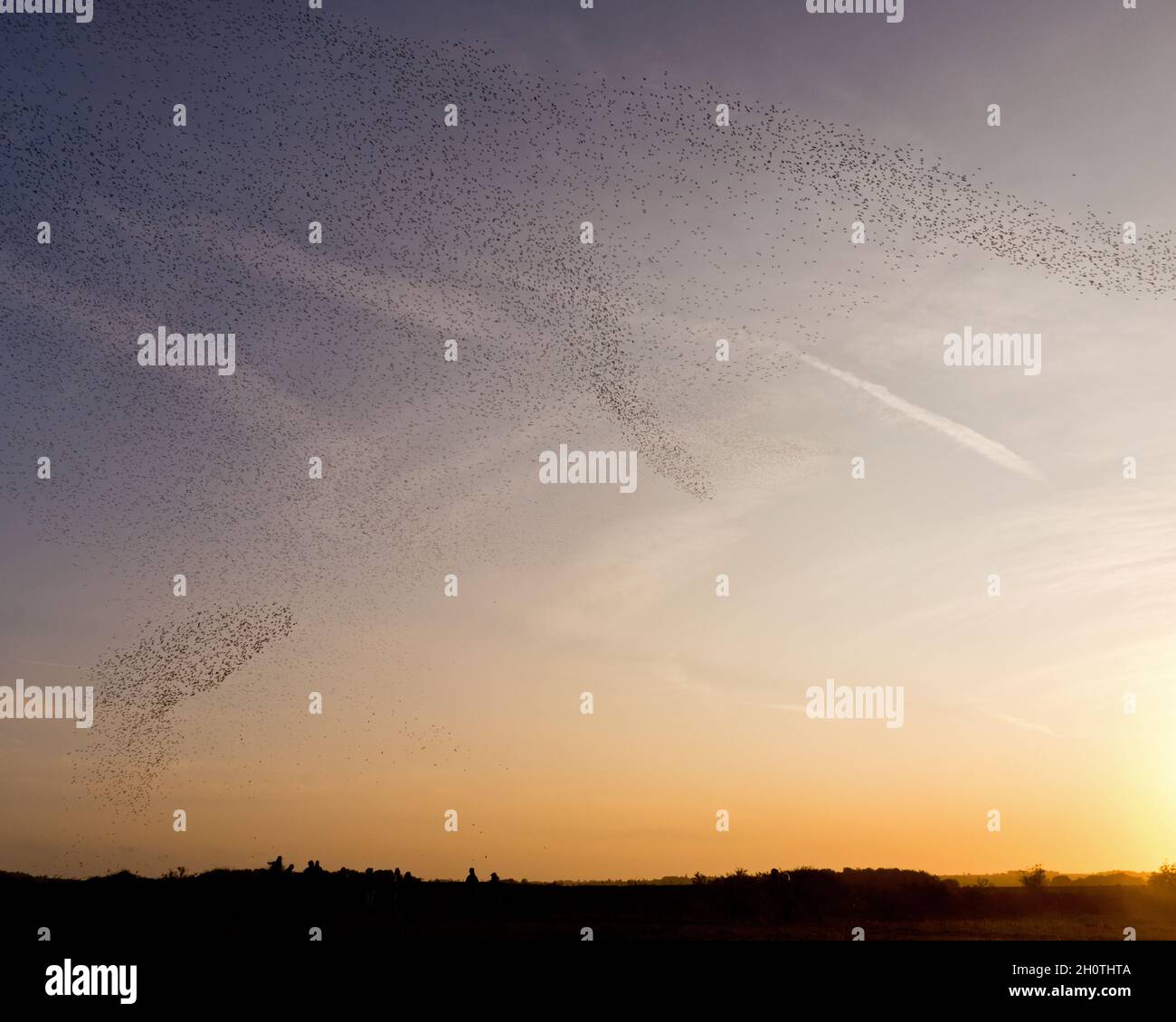 Un mélange de lieurs et d'huîtres en vol et effectuant des murmures au-dessus de RSPB Snettisham sur la côte de Norfolk, Angleterre, Royaume-Uni Banque D'Images