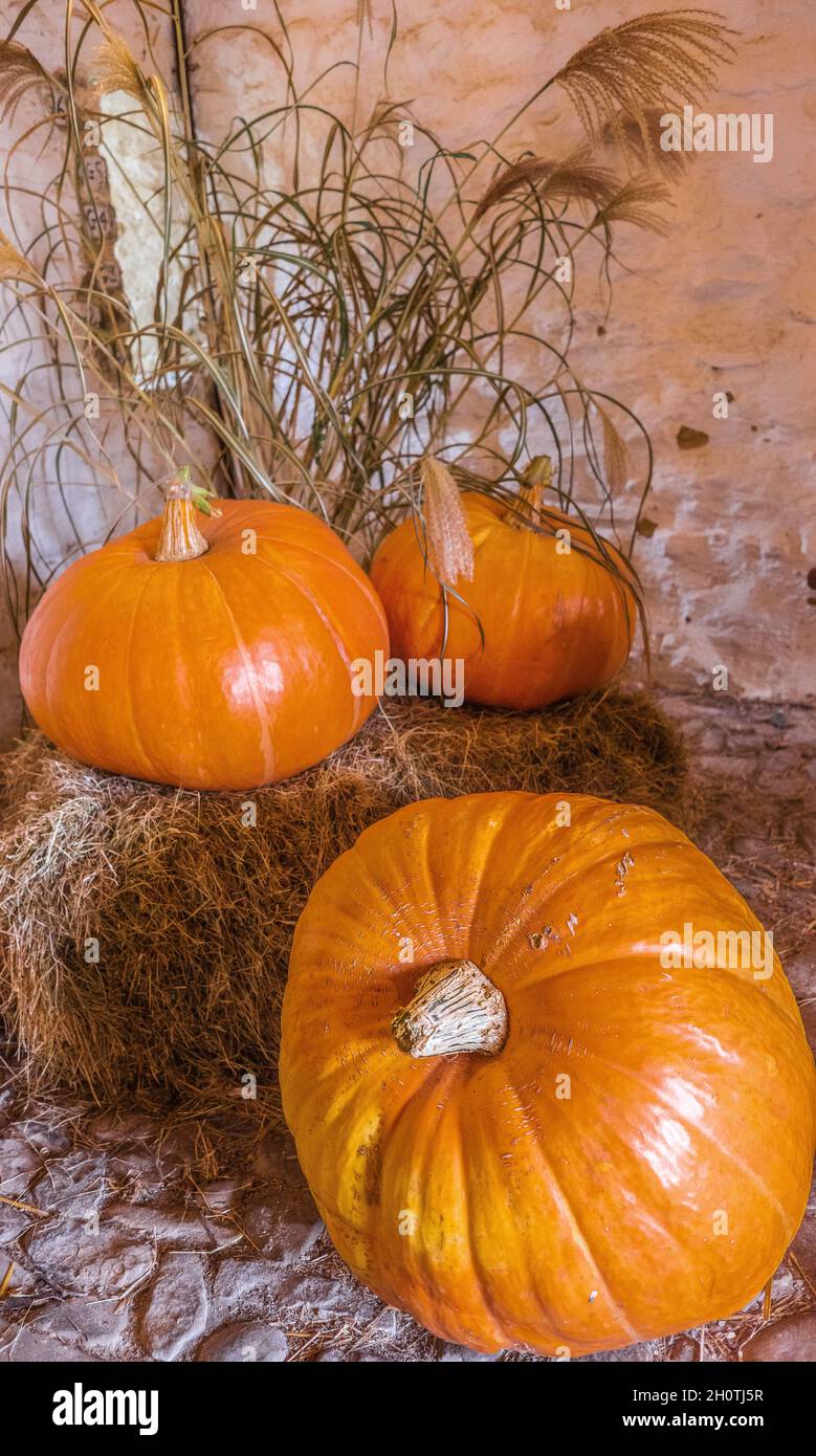 Trois citrouilles prêtes pour halloween Thanksgiving Banque D'Images