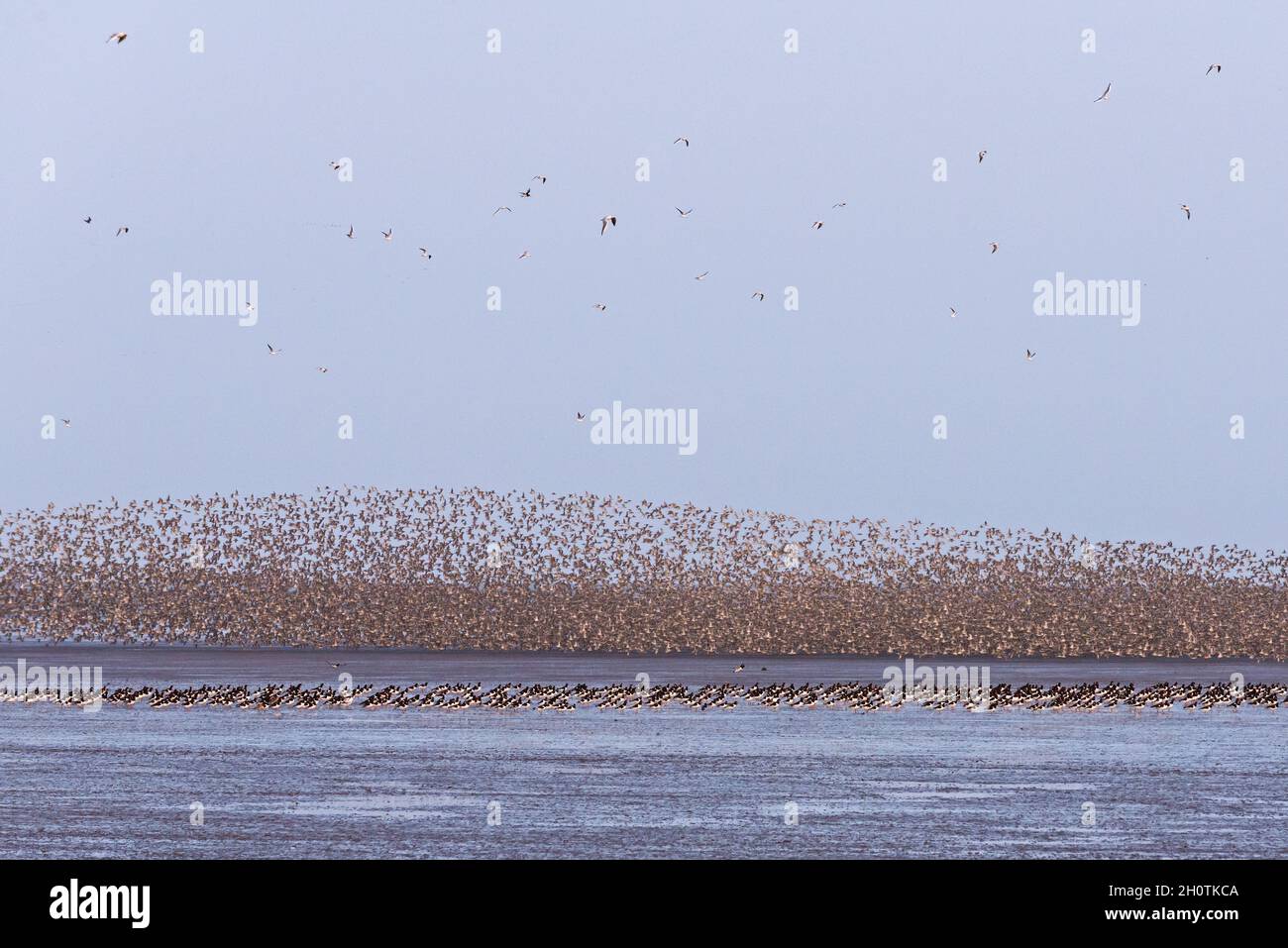 Un mélange de lieurs et d'huîtres en vol et effectuant des murmures au-dessus de RSPB Snettisham sur la côte de Norfolk, Angleterre, Royaume-Uni Banque D'Images