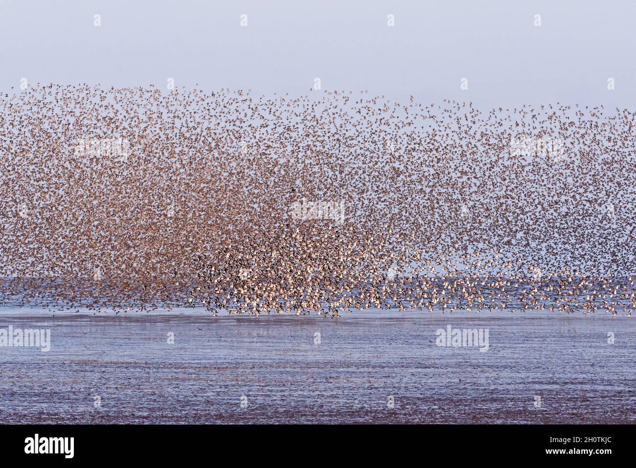 Un mélange de lieurs et d'huîtres en vol et effectuant des murmures au-dessus de RSPB Snettisham sur la côte de Norfolk, Angleterre, Royaume-Uni Banque D'Images