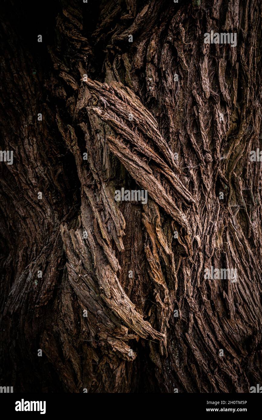 Gros plan vertical d'un saule d'arbre brun foncé texturé Banque D'Images