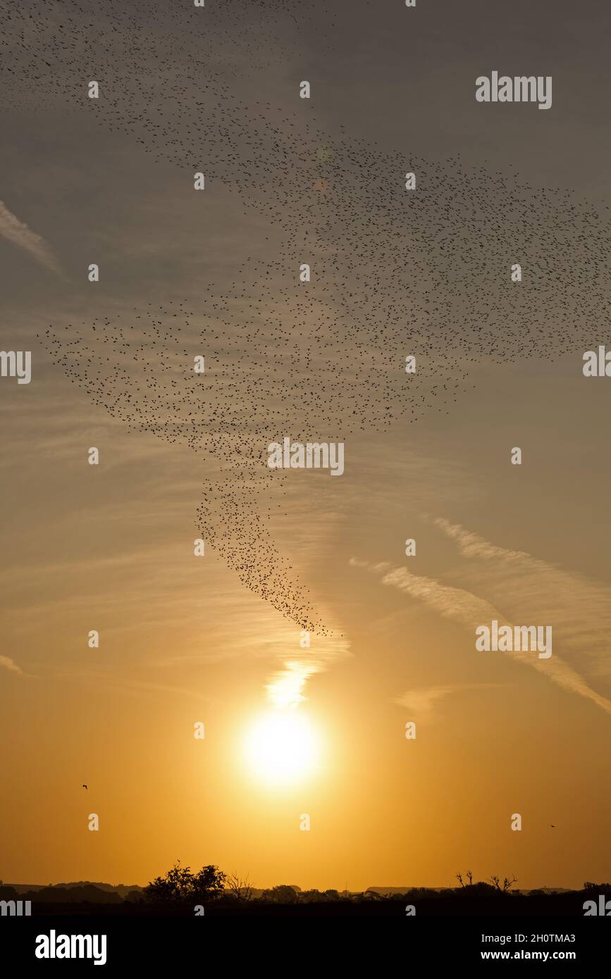 Un mélange de lieurs et d'huîtres en vol et effectuant des murmures au-dessus de RSPB Snettisham sur la côte de Norfolk, Angleterre, Royaume-Uni Banque D'Images