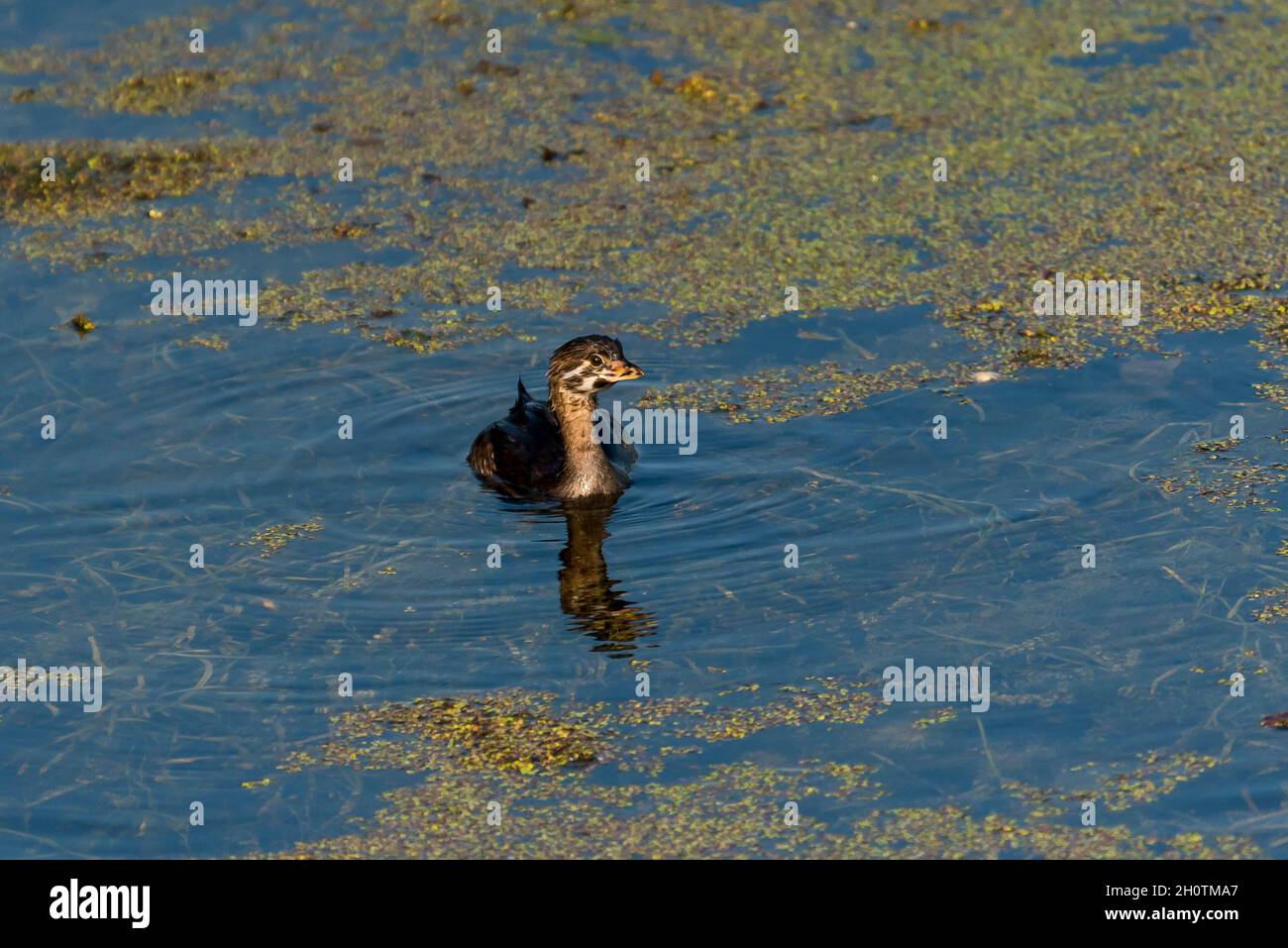 Peed-Bleet Grebe, Podilymbus podiceps natation juvénile dans les zones humides Banque D'Images