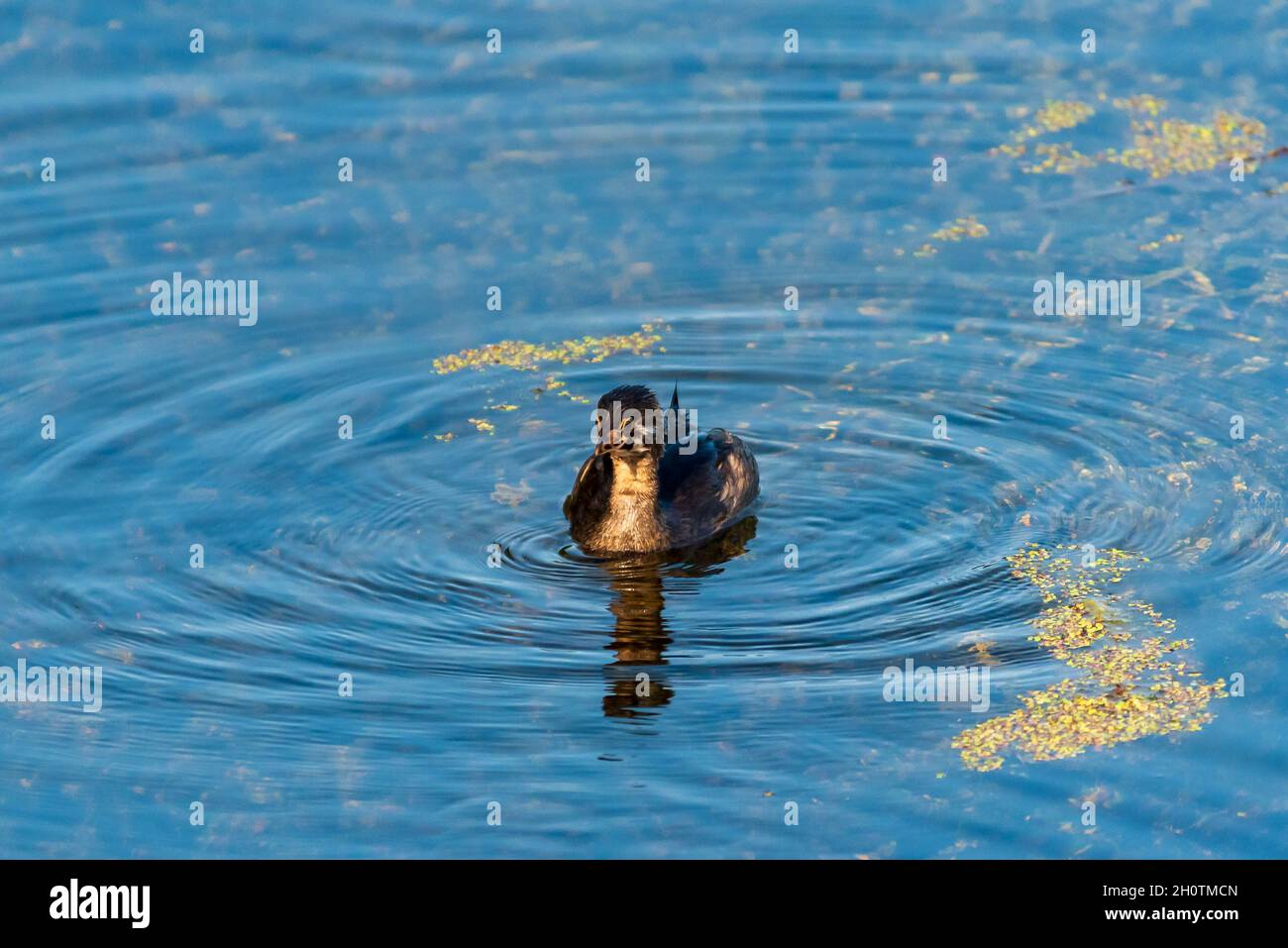 Peed-Bleet Grebe, Podilymbus podiceps natation juvénile dans les zones humides Banque D'Images