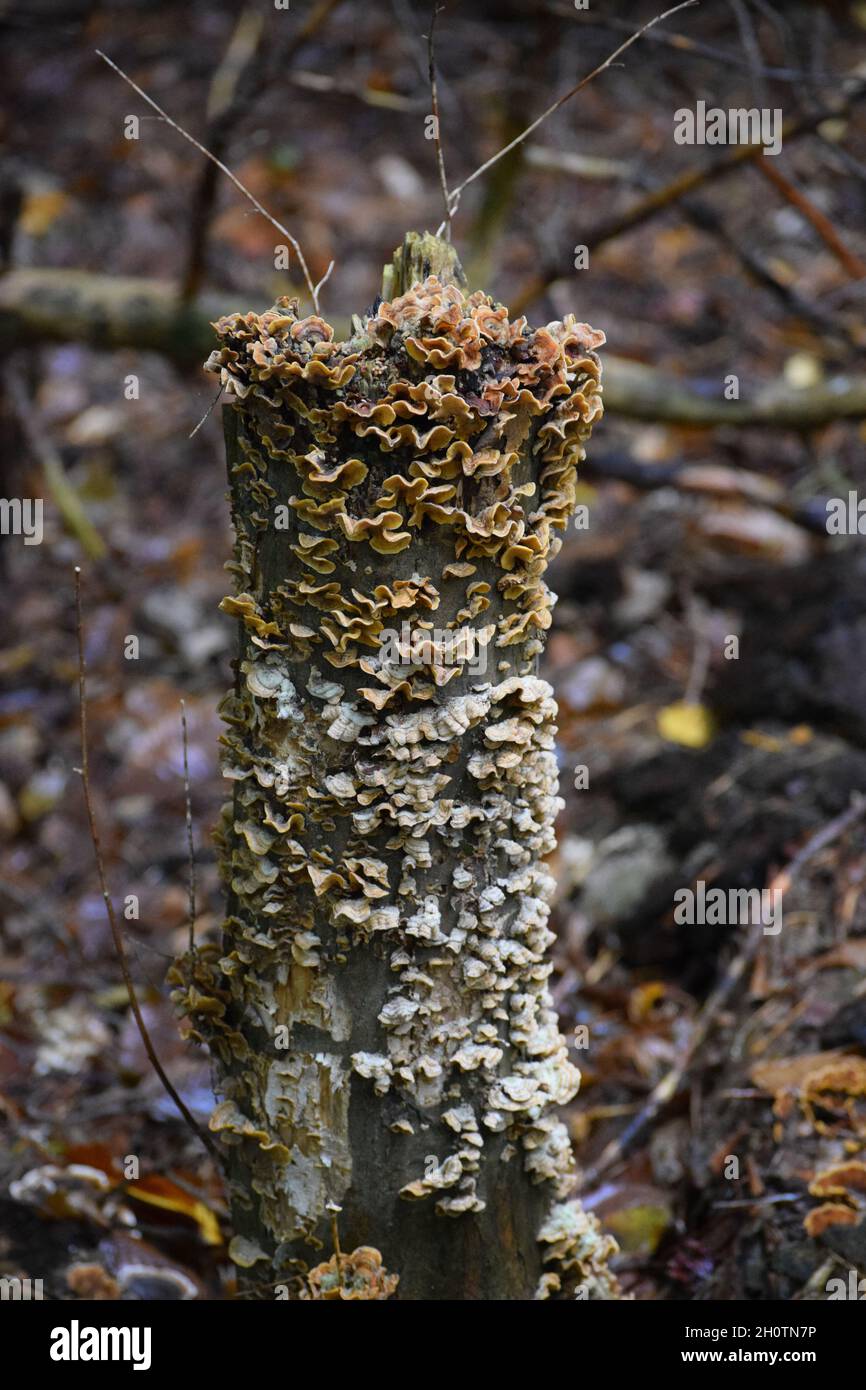 Différents vieux-rideau-croûte sur un tronc d'arbre Banque D'Images