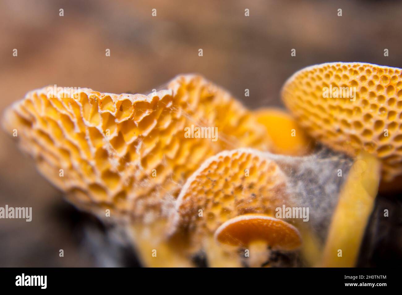 Vue sur les pores sous le chapeau d'un champignon de Honeycomb de couleur orange, Laschia Thwaitesii.Ce sont ces pores qui donnent ces champignons de couleur vive Banque D'Images