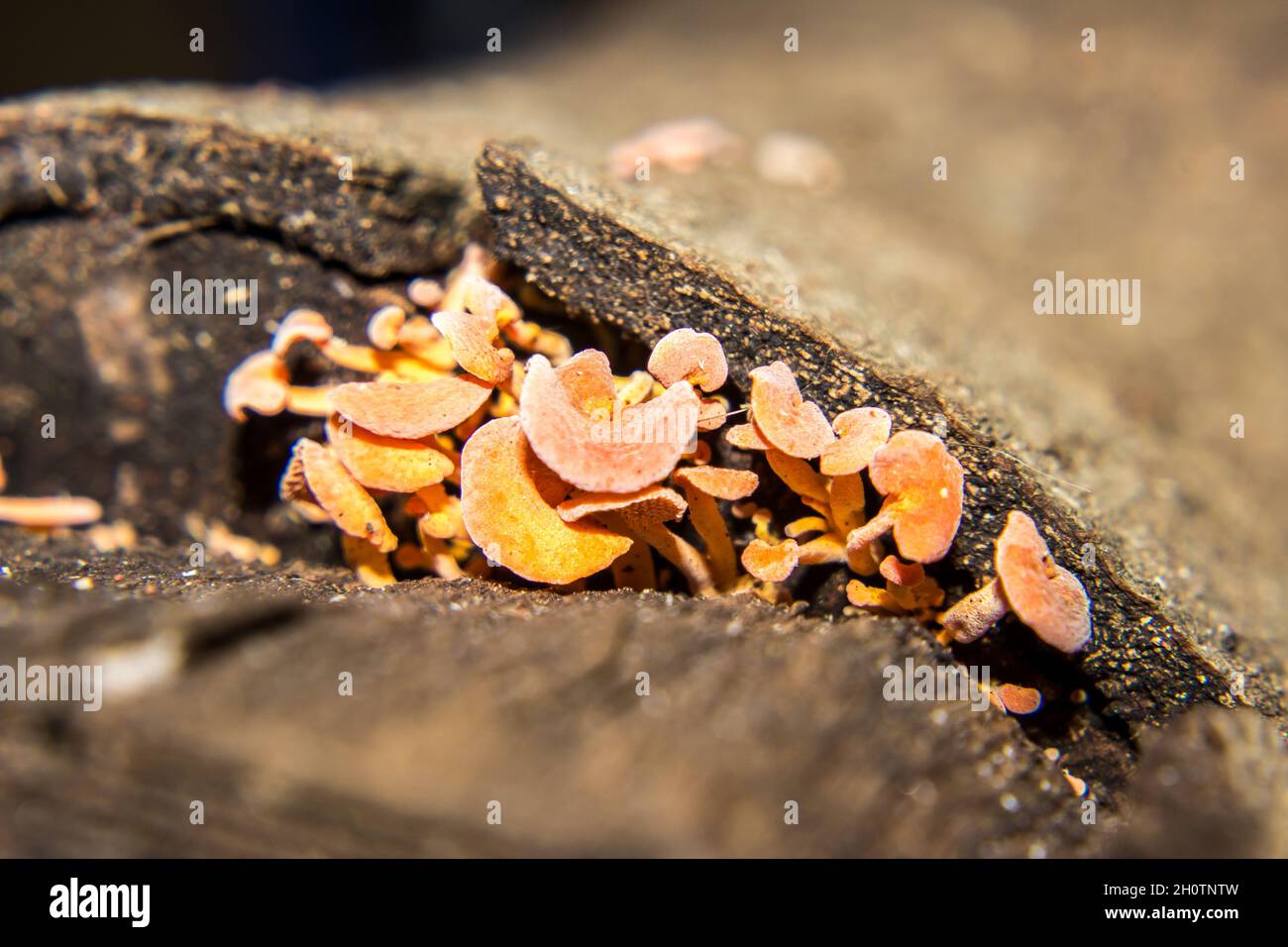 Un groupe de champignons en nid d'abeille de couleur orange qui sortent d'une fente dans une vieille bûche abîmé Banque D'Images