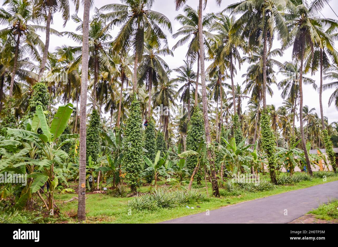 Culture intercalaire - noix de coco et banane (agriculture intégrée) Banque D'Images