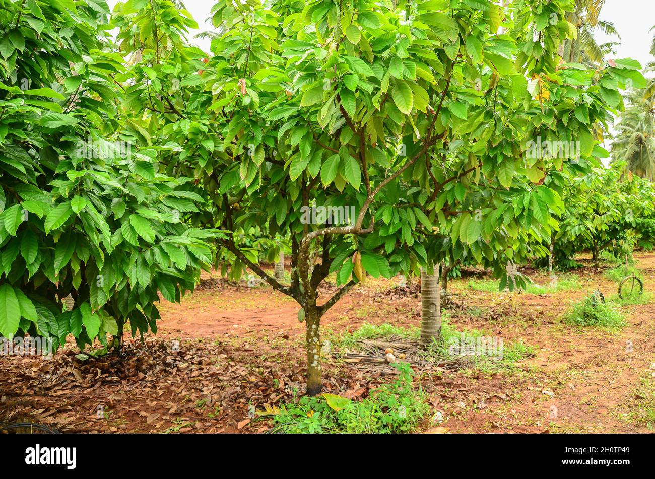 Culture intercalaire - noix de coco et cacao (agriculture intégrée) Banque D'Images