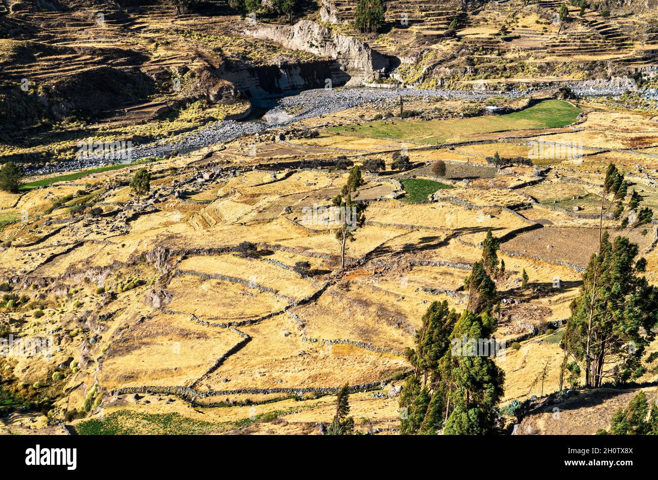 Terrain mitoyen dans le canyon de Colca au Pérou Banque D'Images