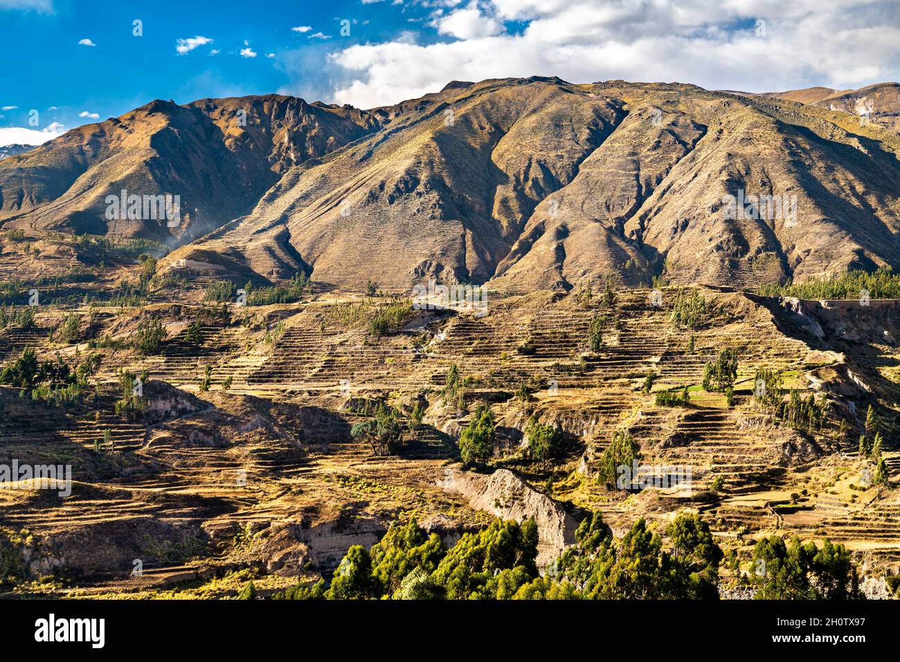 Champs en terrasse dans le canyon de Colca au Pérou Banque D'Images