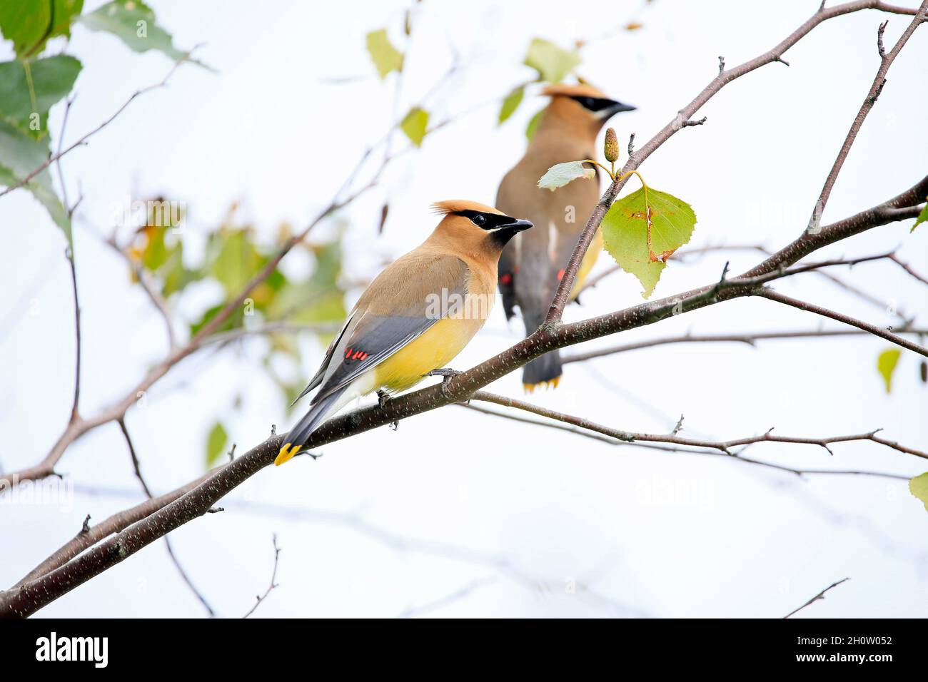 La cirage de cèdre (Bombycilla cedrorum) est un membre de la famille des Bombycillidae ou de la famille des oiseaux de passereau. Banque D'Images