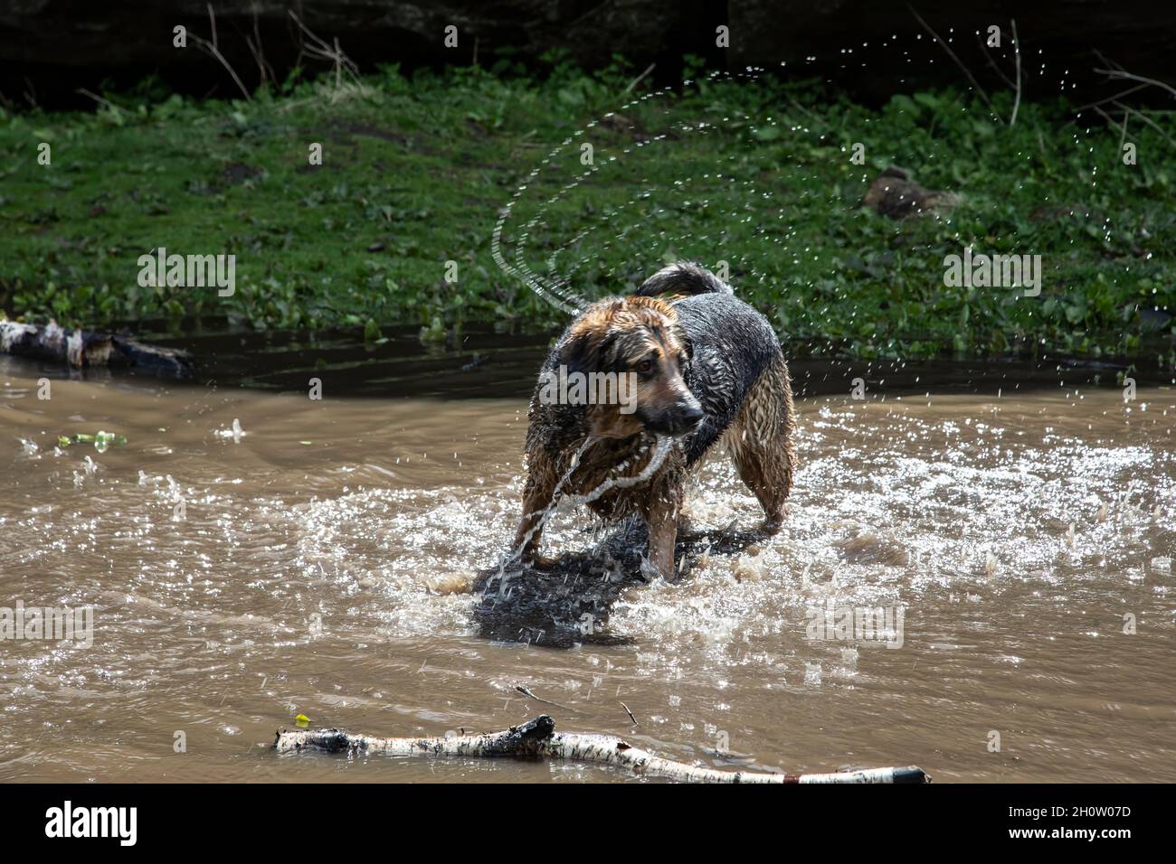 Le chien à poil dur de taille moyenne aime se baigner dans un ruisseau en été pour se rafraîchir lors d'une chaude journée d'été dans le nord du Yorkshire du Royaume-Uni Banque D'Images