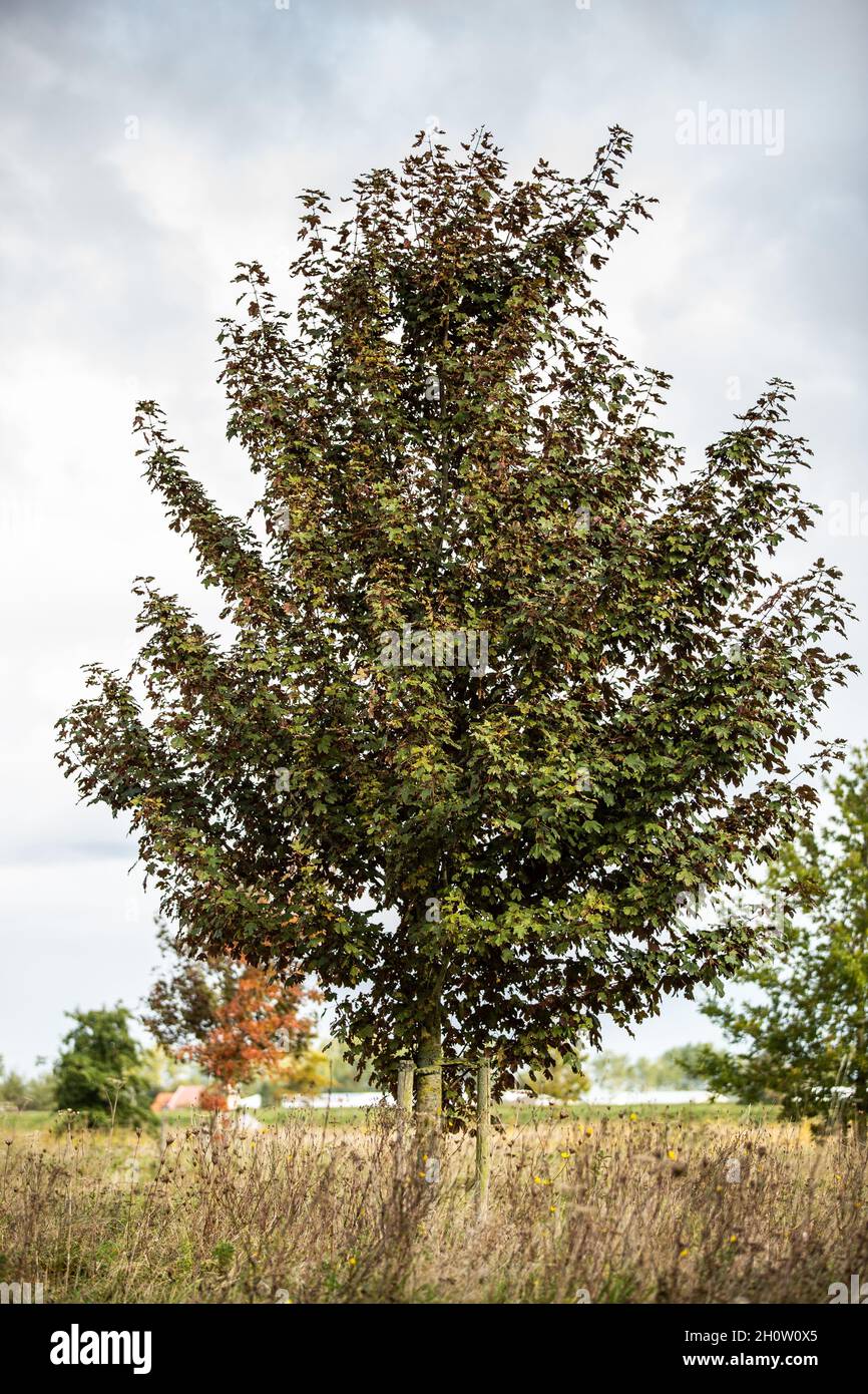 Érable rouge solitaire, Acer pseudoplatanus 'Atropurpuremanm', sur fond bleu ciel avec voile nuages Banque D'Images