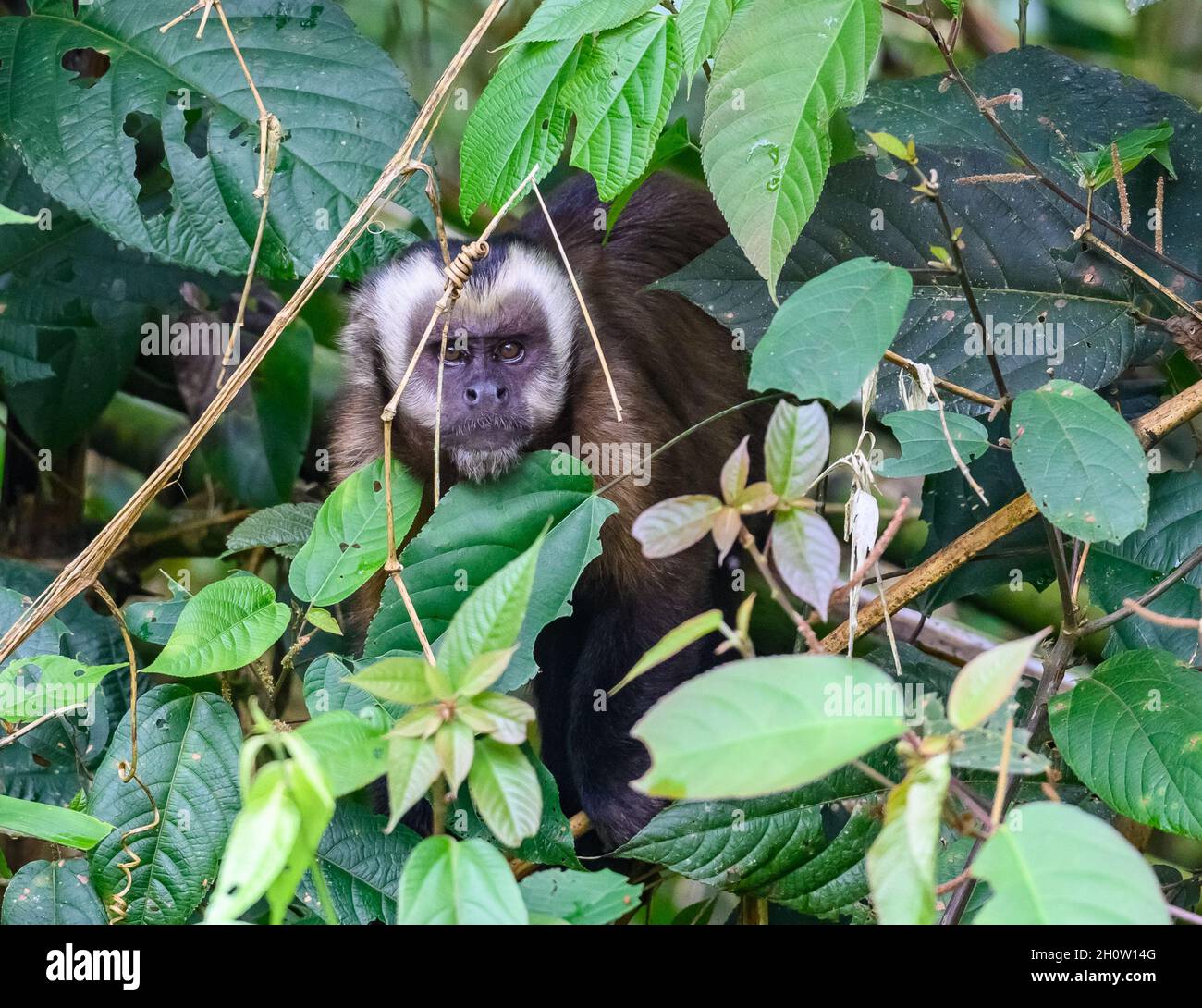 Un singe capuchin () à capuchon noir dans la forêt.Parc national de Manu, Cuzco, Pérou, Amérique du Sud. Banque D'Images