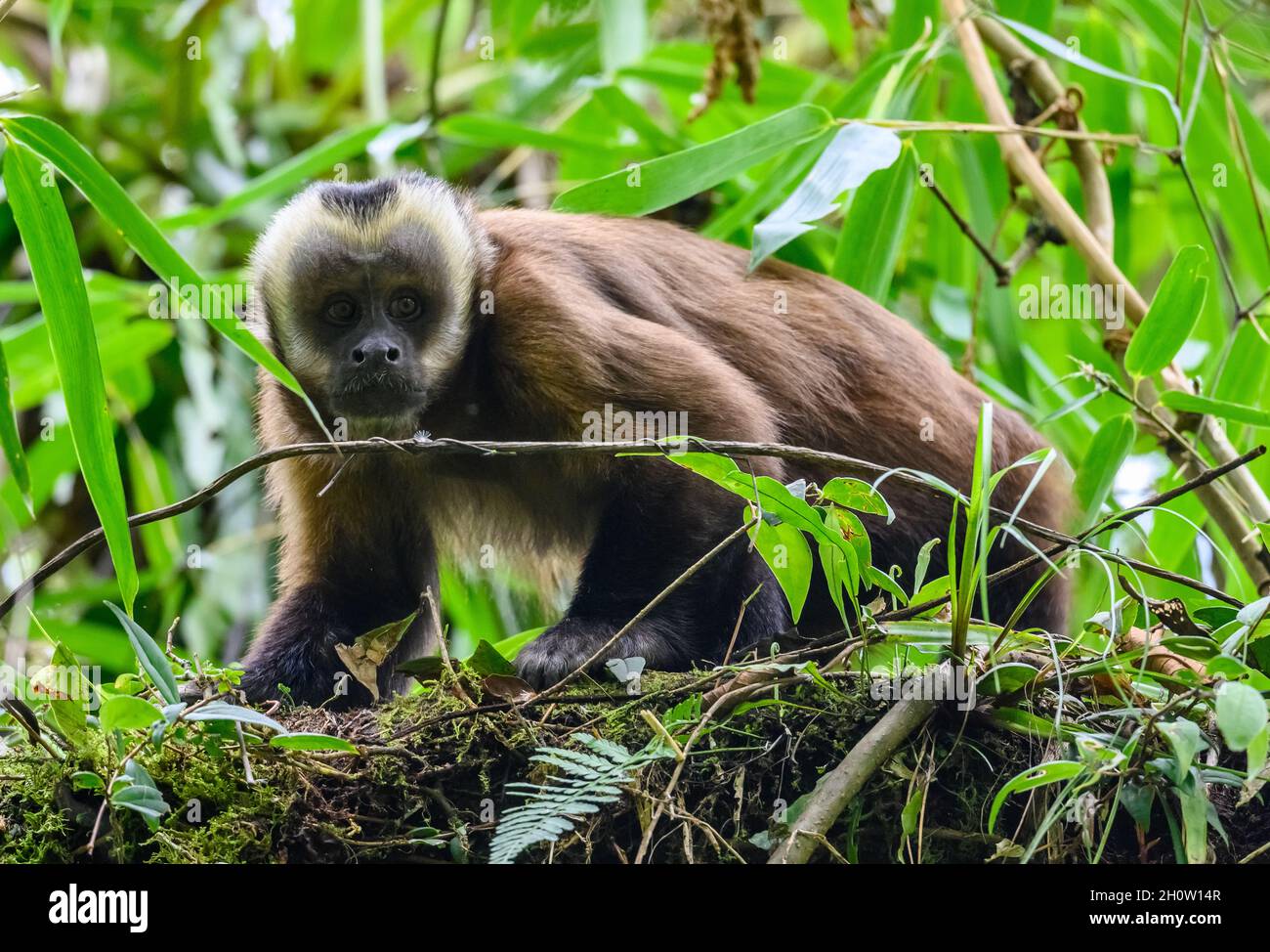 Un singe capuchin () à capuchon noir dans la forêt.Parc national de Manu, Cuzco, Pérou, Amérique du Sud. Banque D'Images