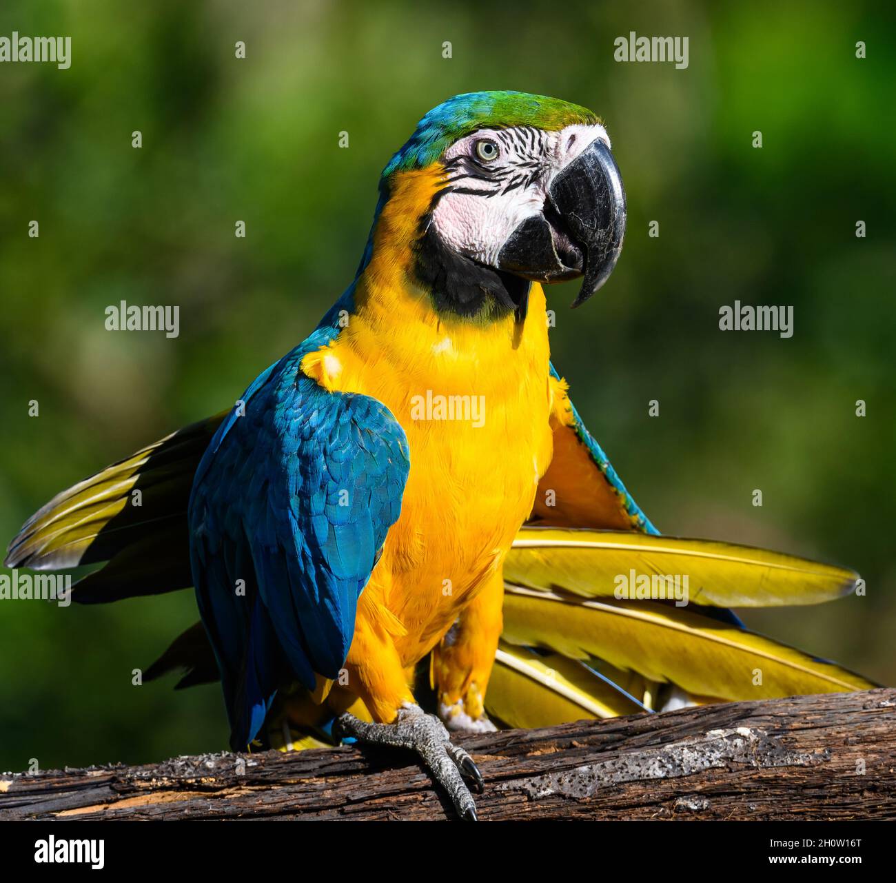 Une Macaw bleu et jaune colorée (Ara ararauna).Cuzco, Pérou, Amérique du Sud. Banque D'Images Une Macaw bleu et jaune colorée (Ara ararauna).Cuzco, Pérou, Amérique du Sud. Banque D'Images